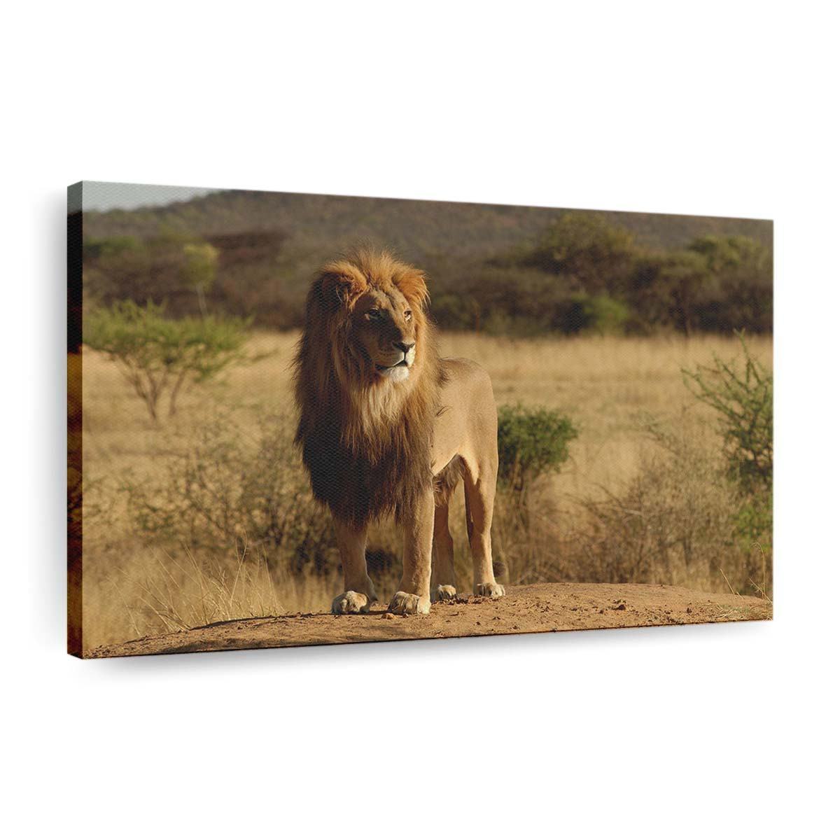 male lion wallpaper
