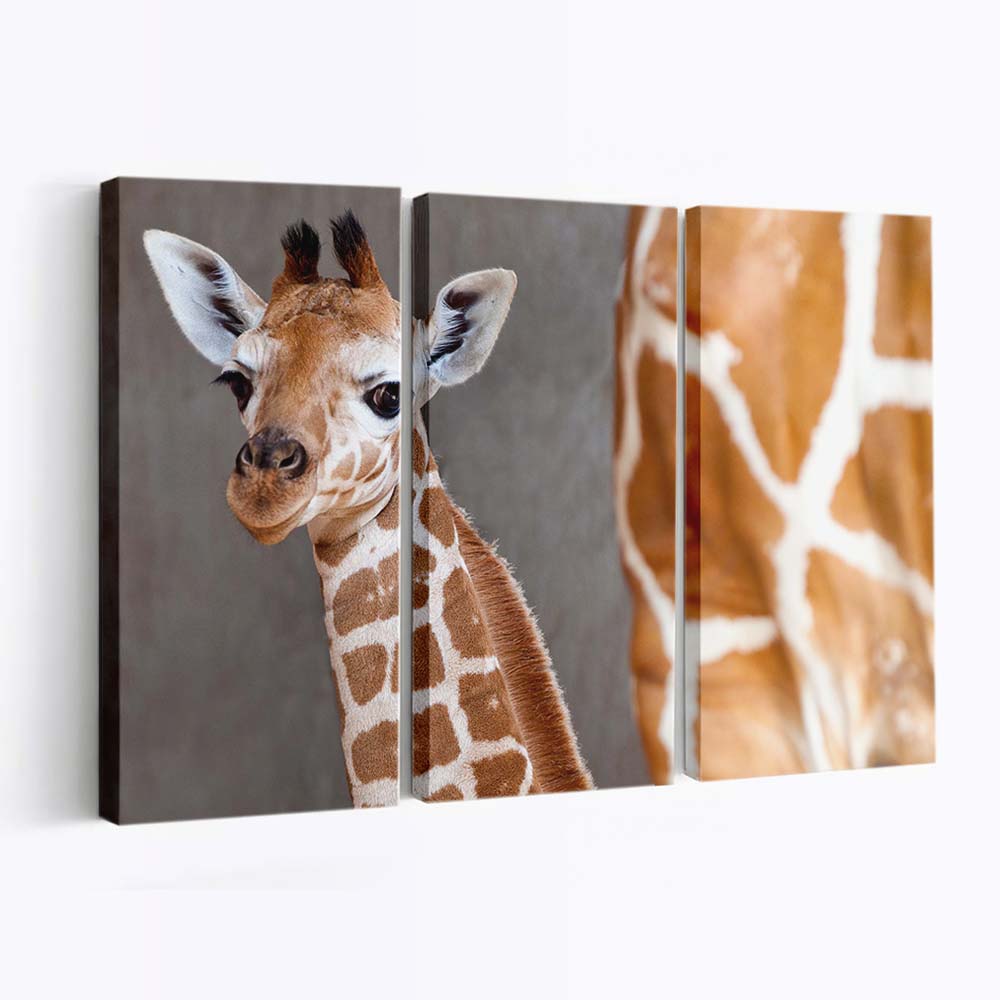 Baby Giraffe Wallpaper