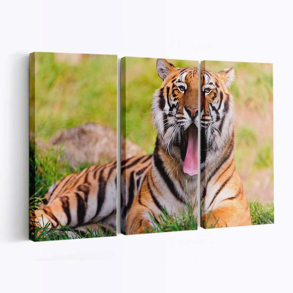 bengal tiger lying in the grass and yawning wallpaper