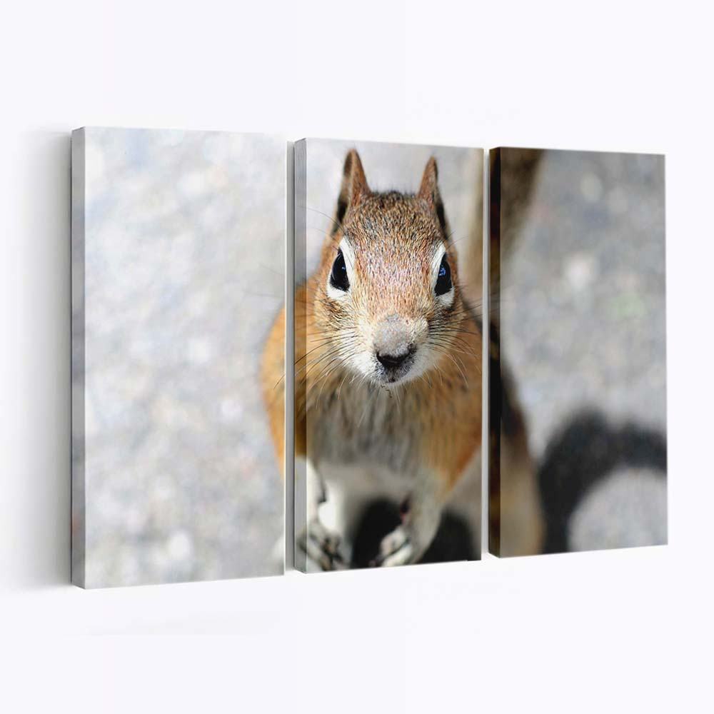 close up of a squirrels face looking into the camera wallpaper