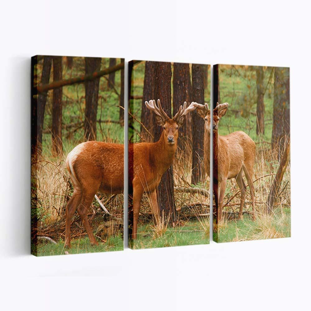 red deer stags wallpaper