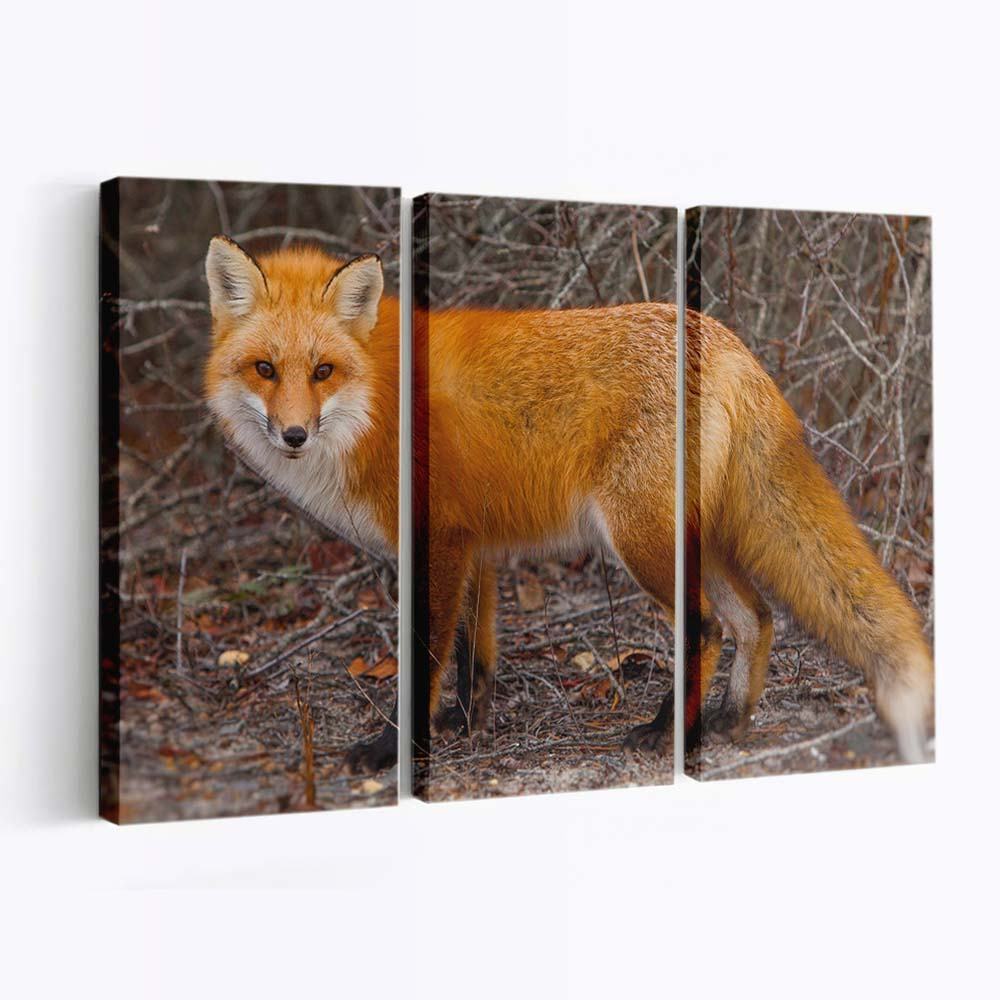 red fox of island beach state park new jersey wallpaper