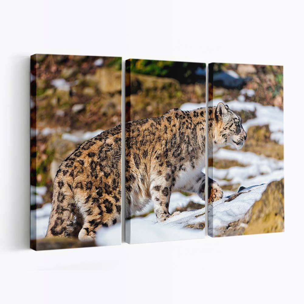 snow leopard exploring the snowy enclosure wallpaper