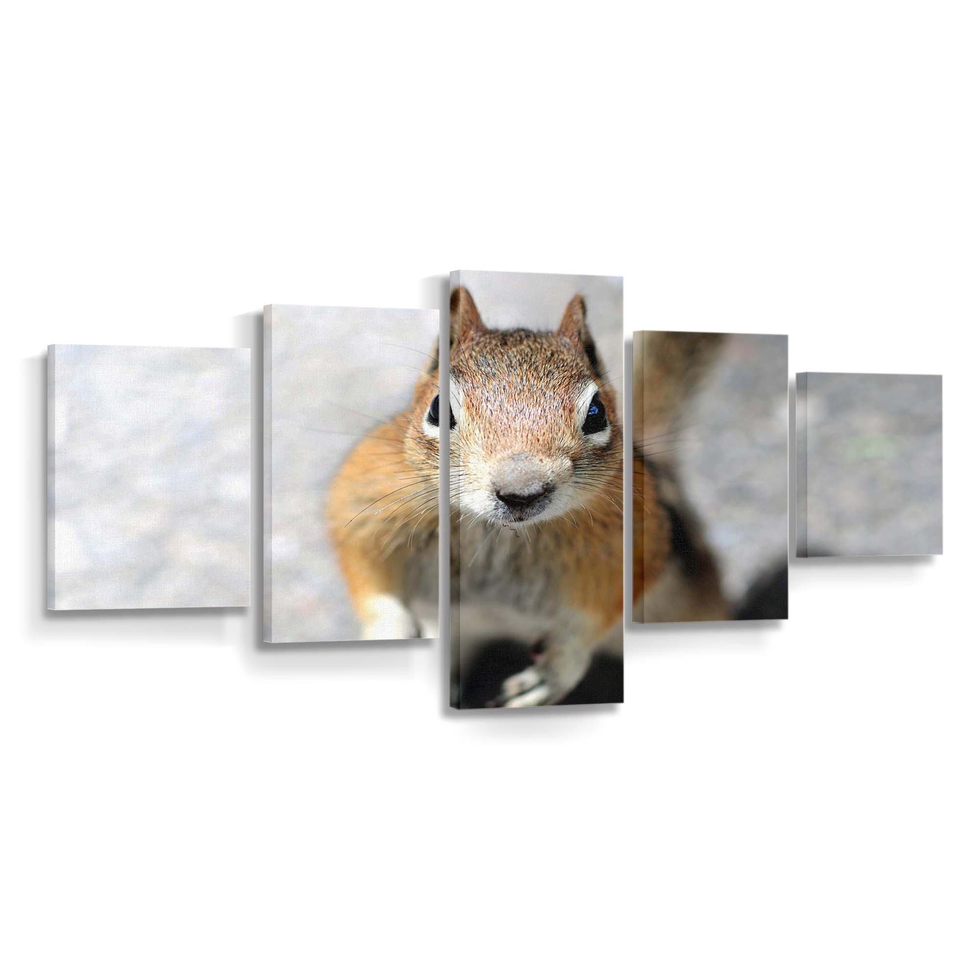 close up of a squirrels face looking into the camera wallpaper