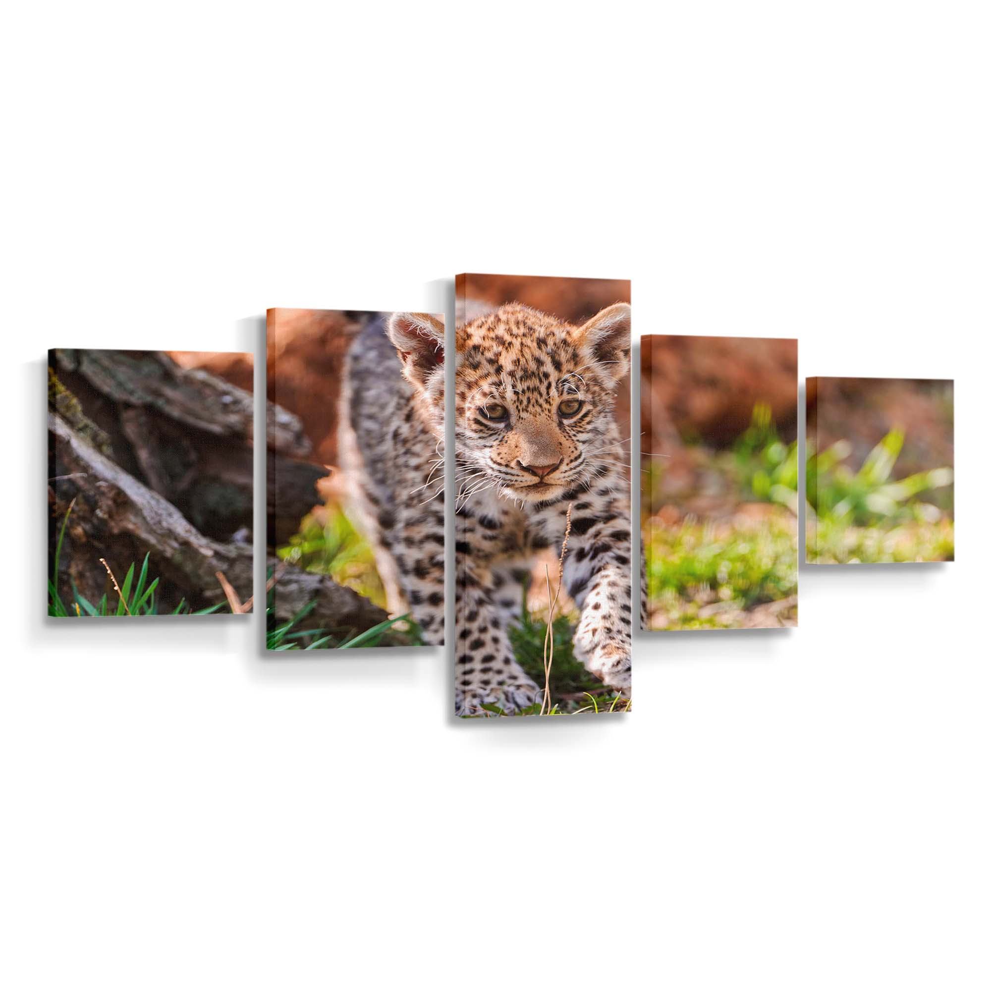 jaguar cub karlova ves bratislava bratislavsky sk wallpaper
