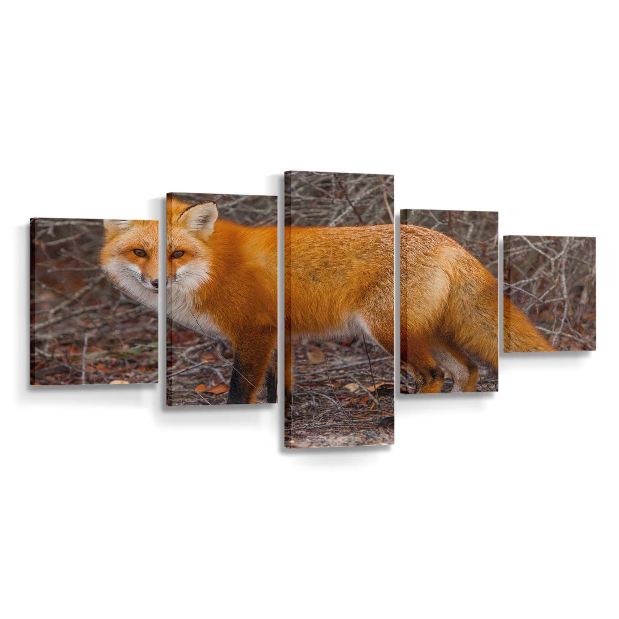 red fox of island beach state park new jersey wallpaper