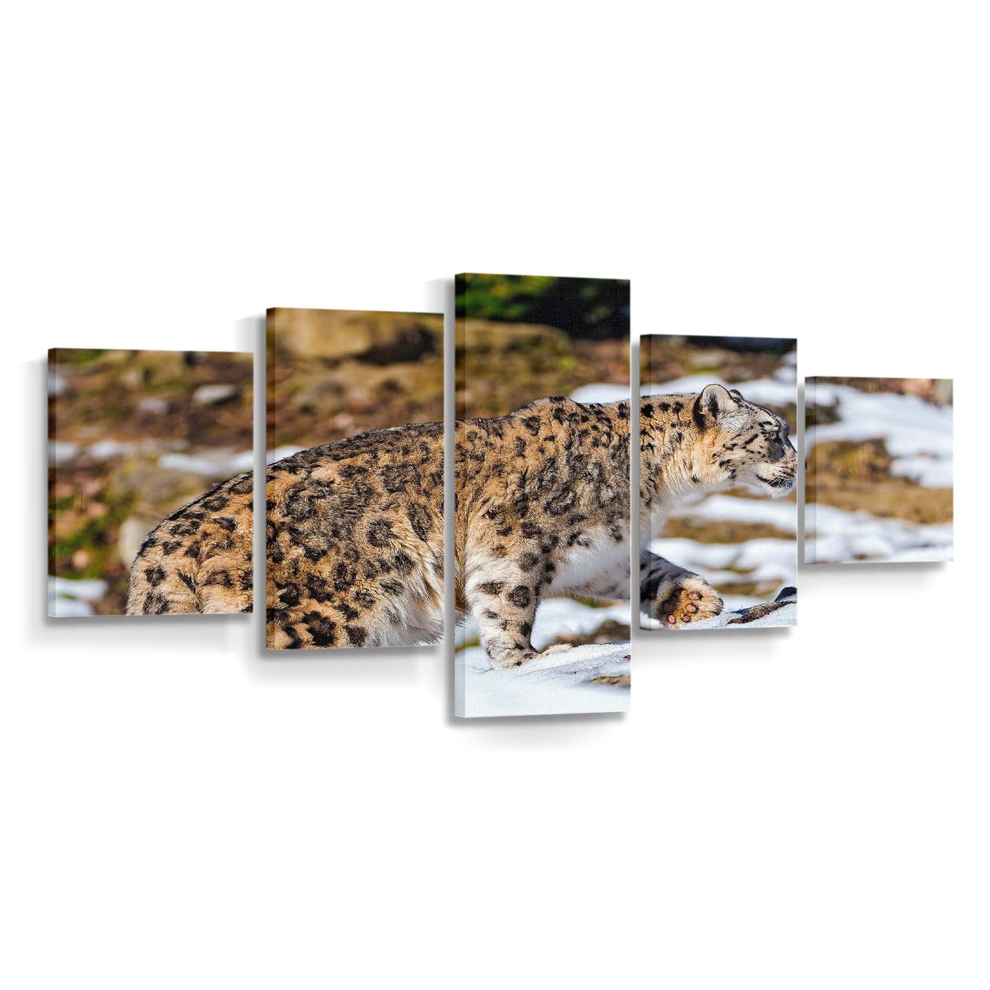 snow leopard exploring the snowy enclosure wallpaper