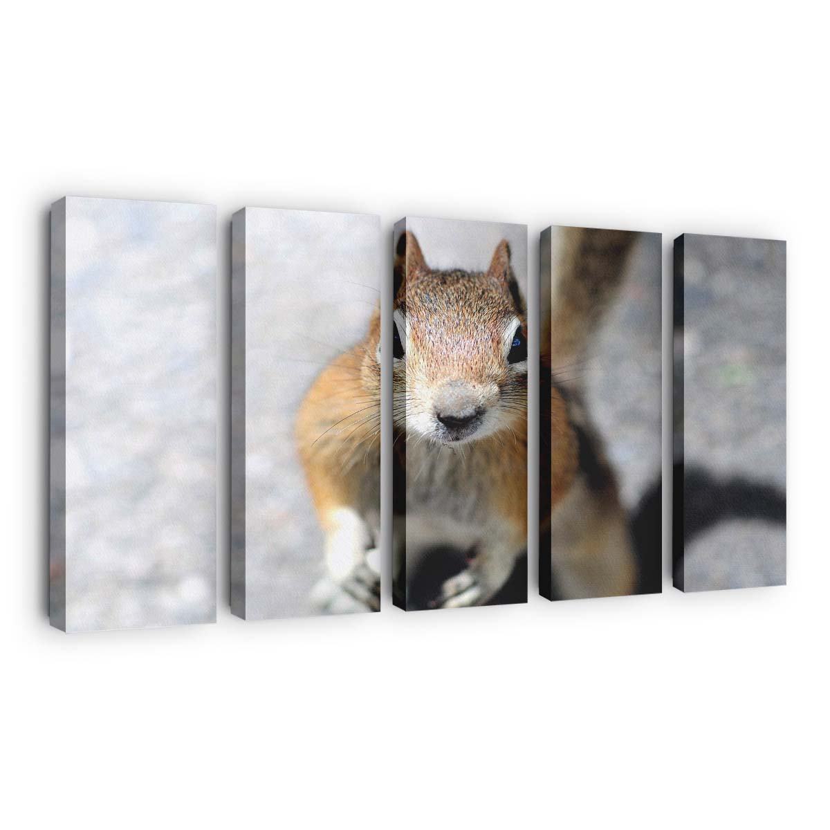 close up of a squirrels face looking into the camera wallpaper