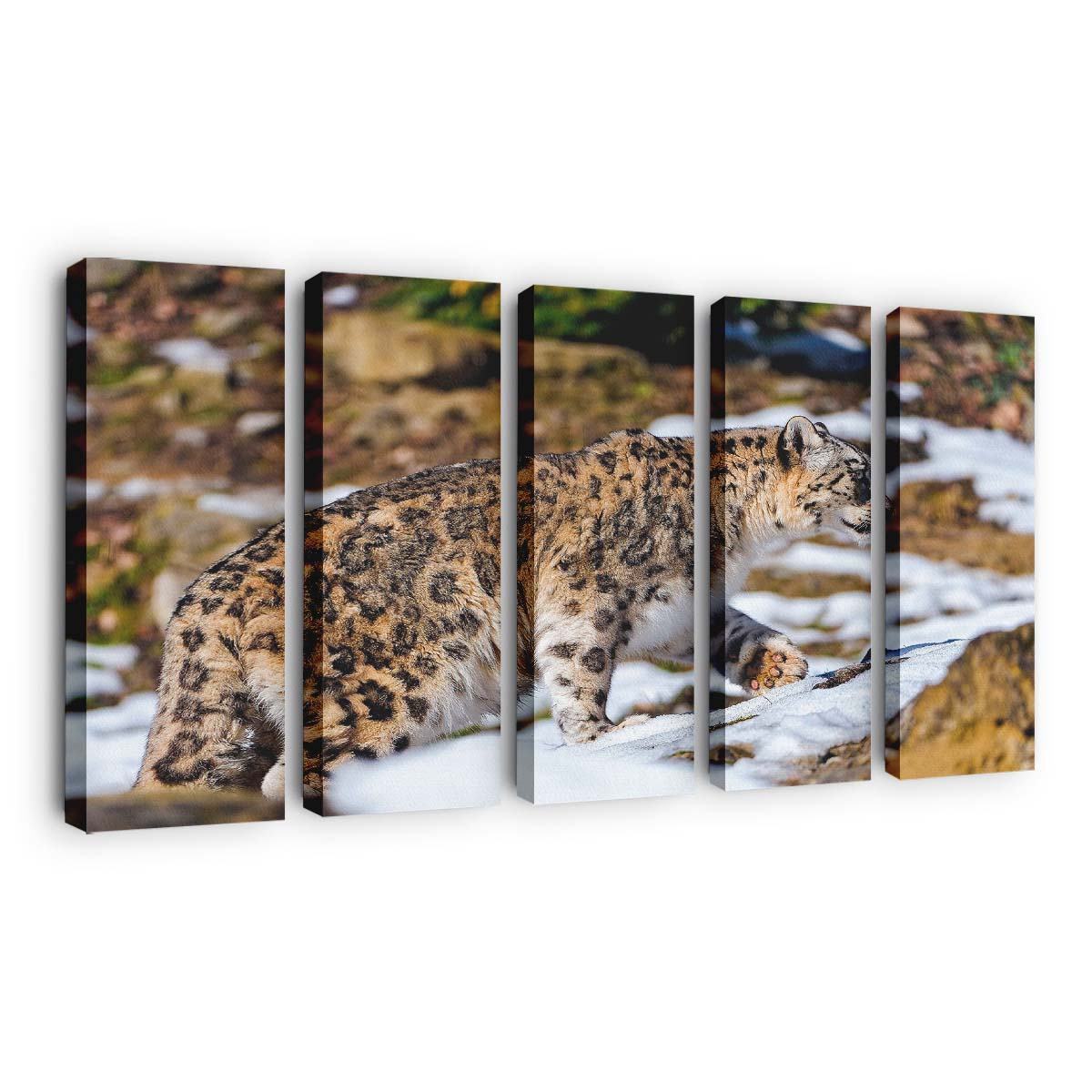snow leopard exploring the snowy enclosure wallpaper