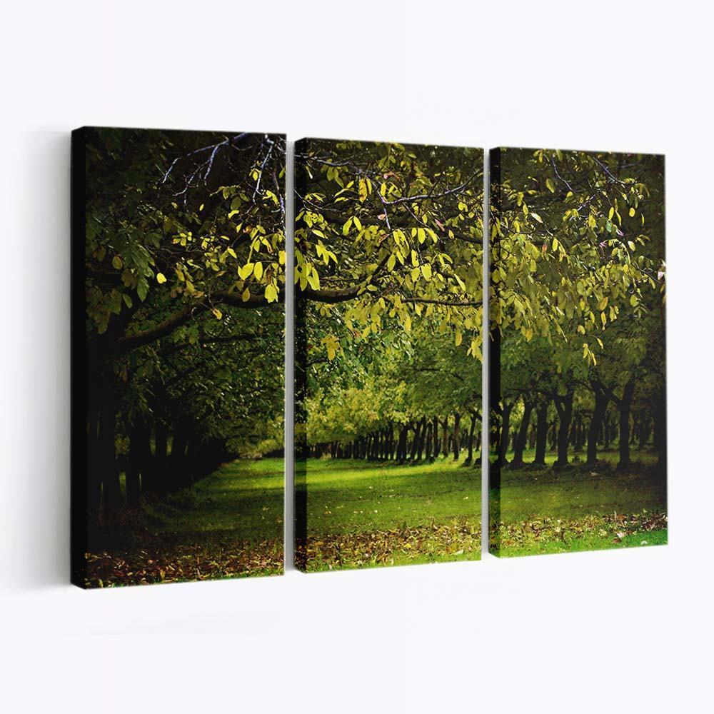 a walnut orchard in the fall wallpaper