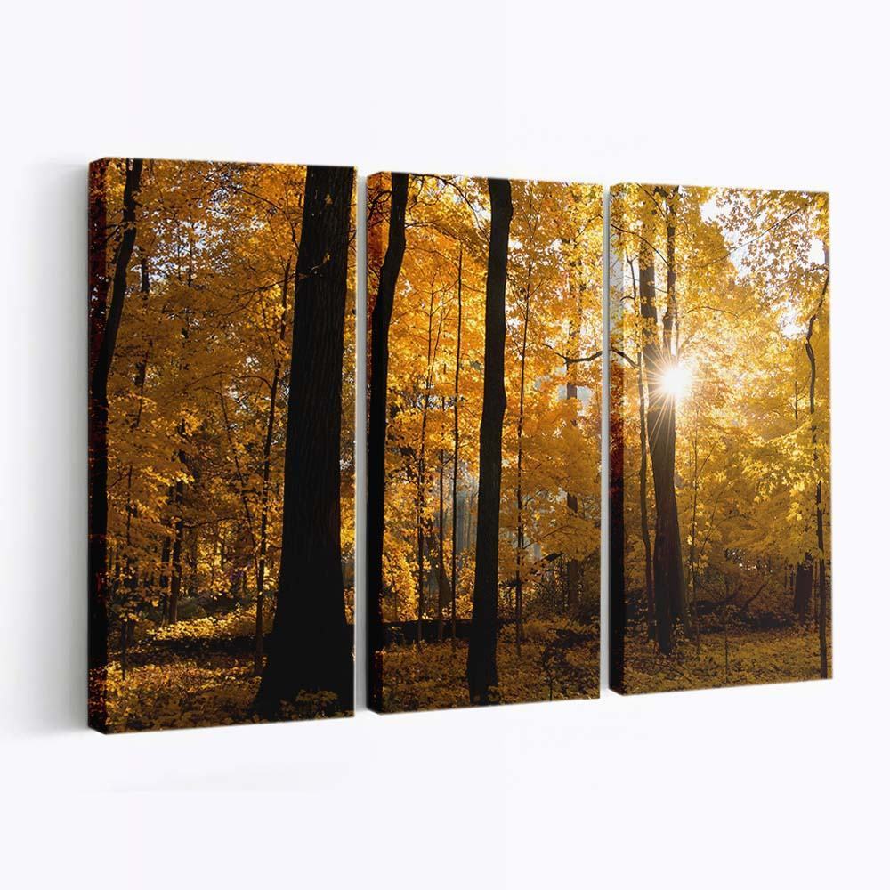 fall colors sunrise forest wallpaper