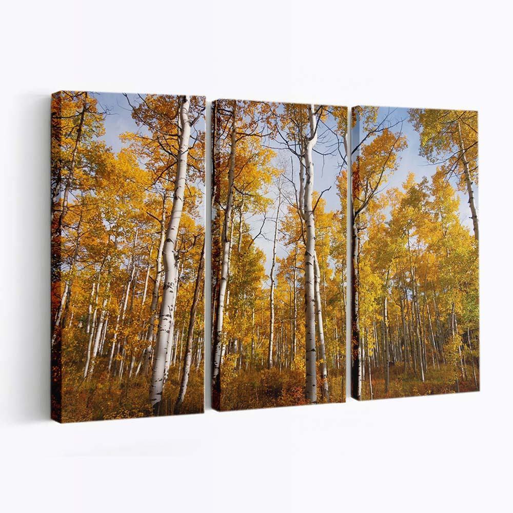 yellow quaking aspen trees forest fall wallpaper