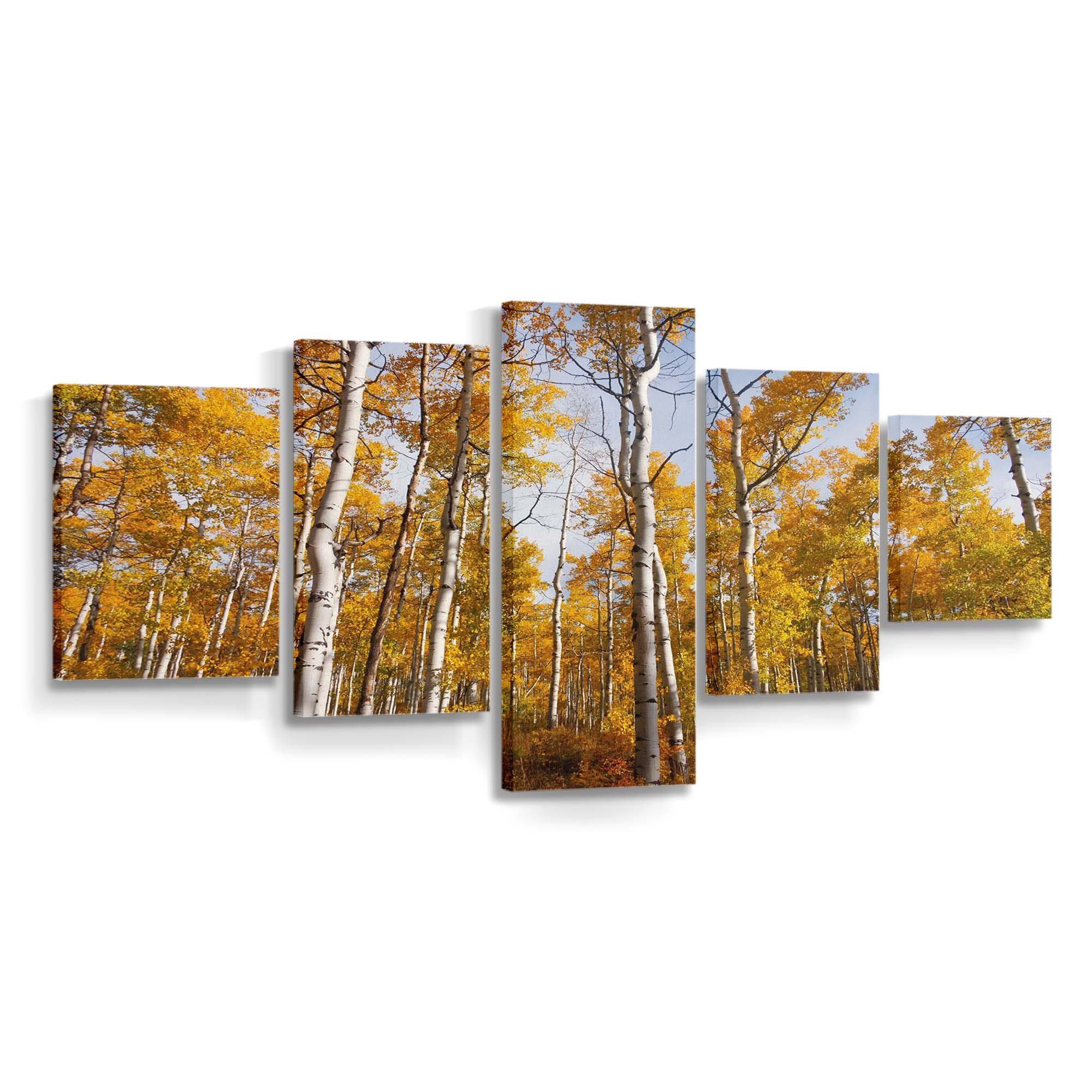 yellow quaking aspen trees forest fall wallpaper