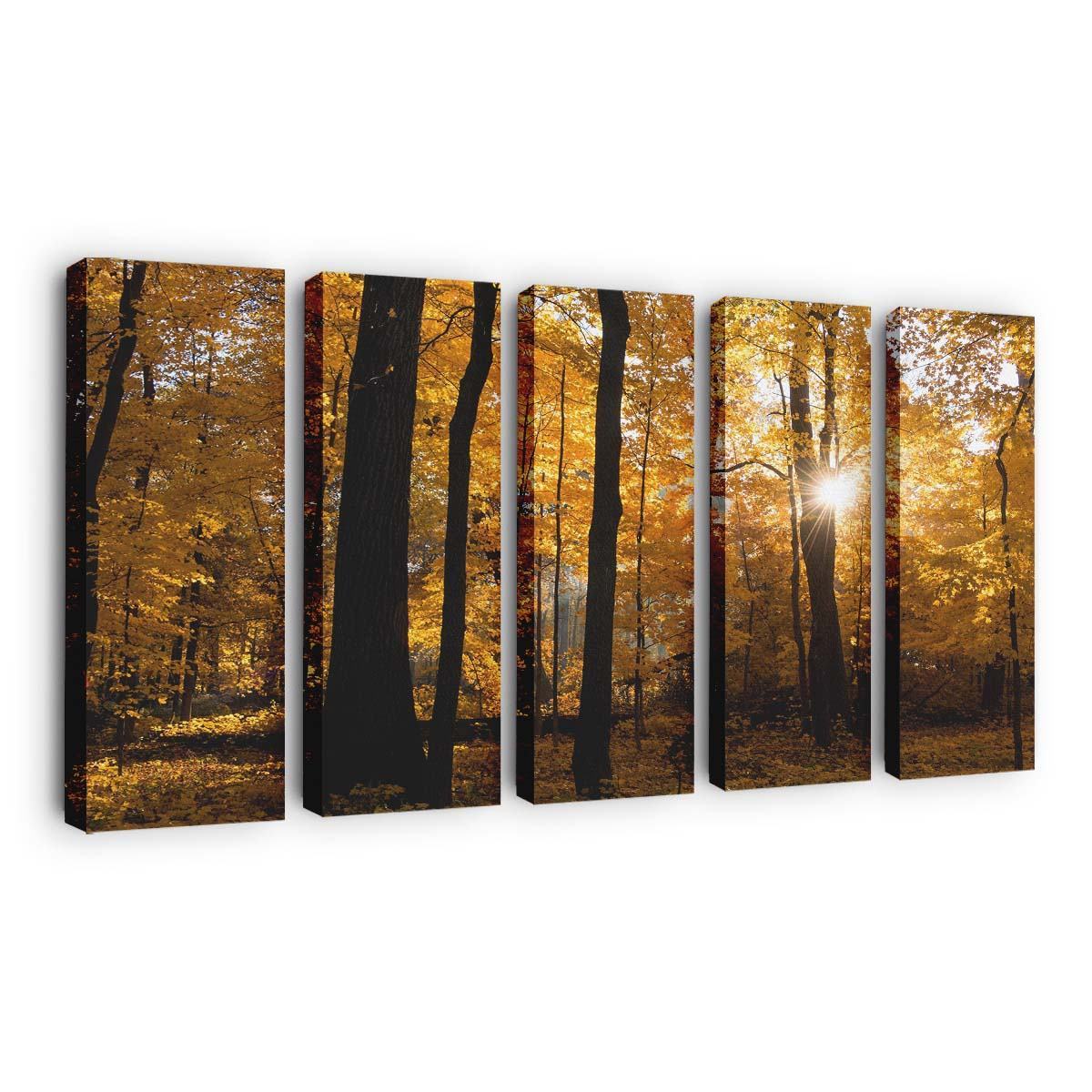fall colors sunrise forest wallpaper