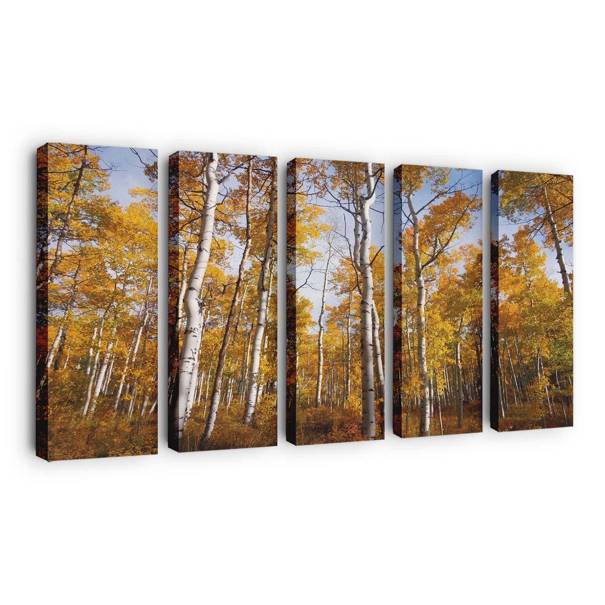 yellow quaking aspen trees forest fall wallpaper