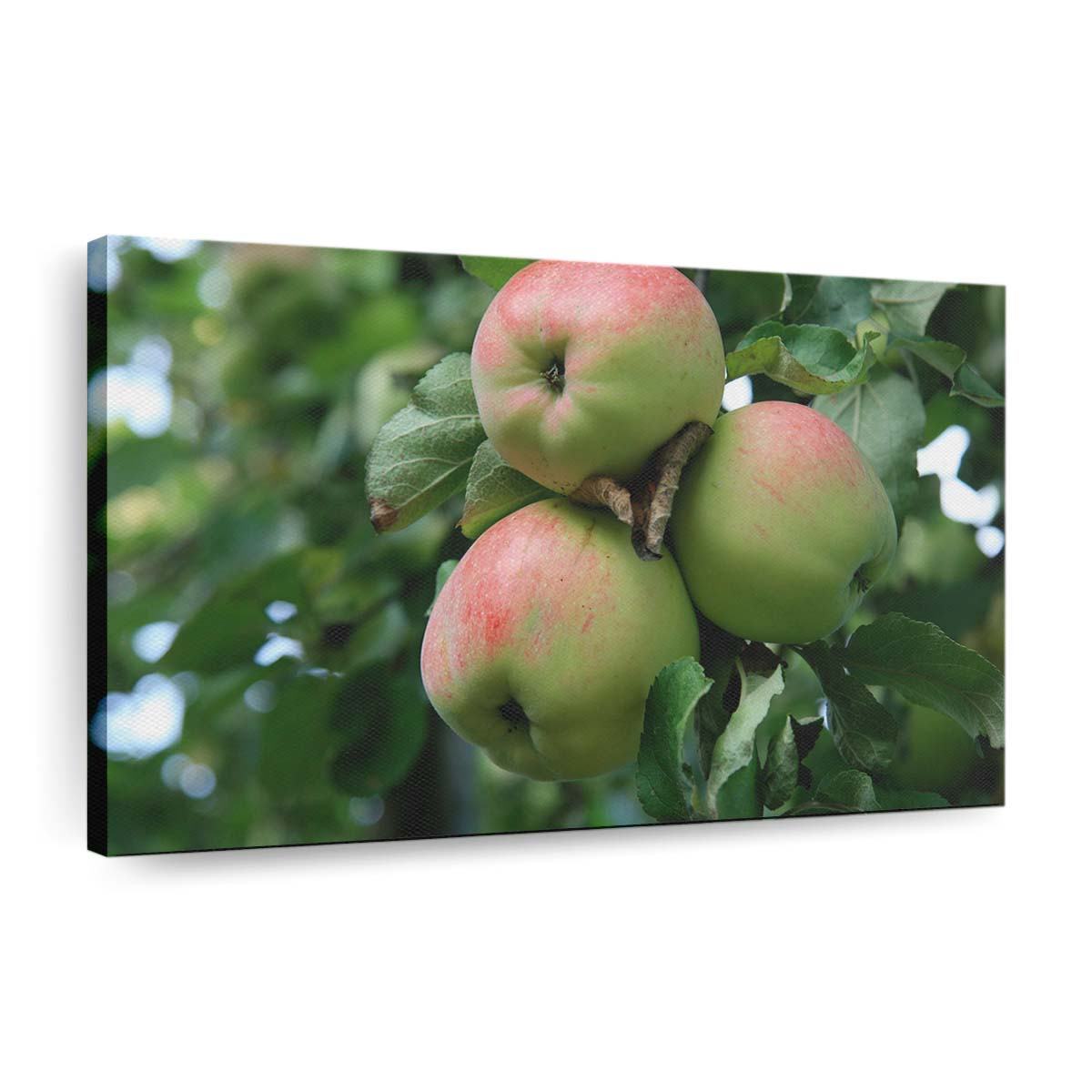 Apfelbaum mit grünen Äpfeln Leinwandbilder – Wandbilder apple tree with green apples wallpaper