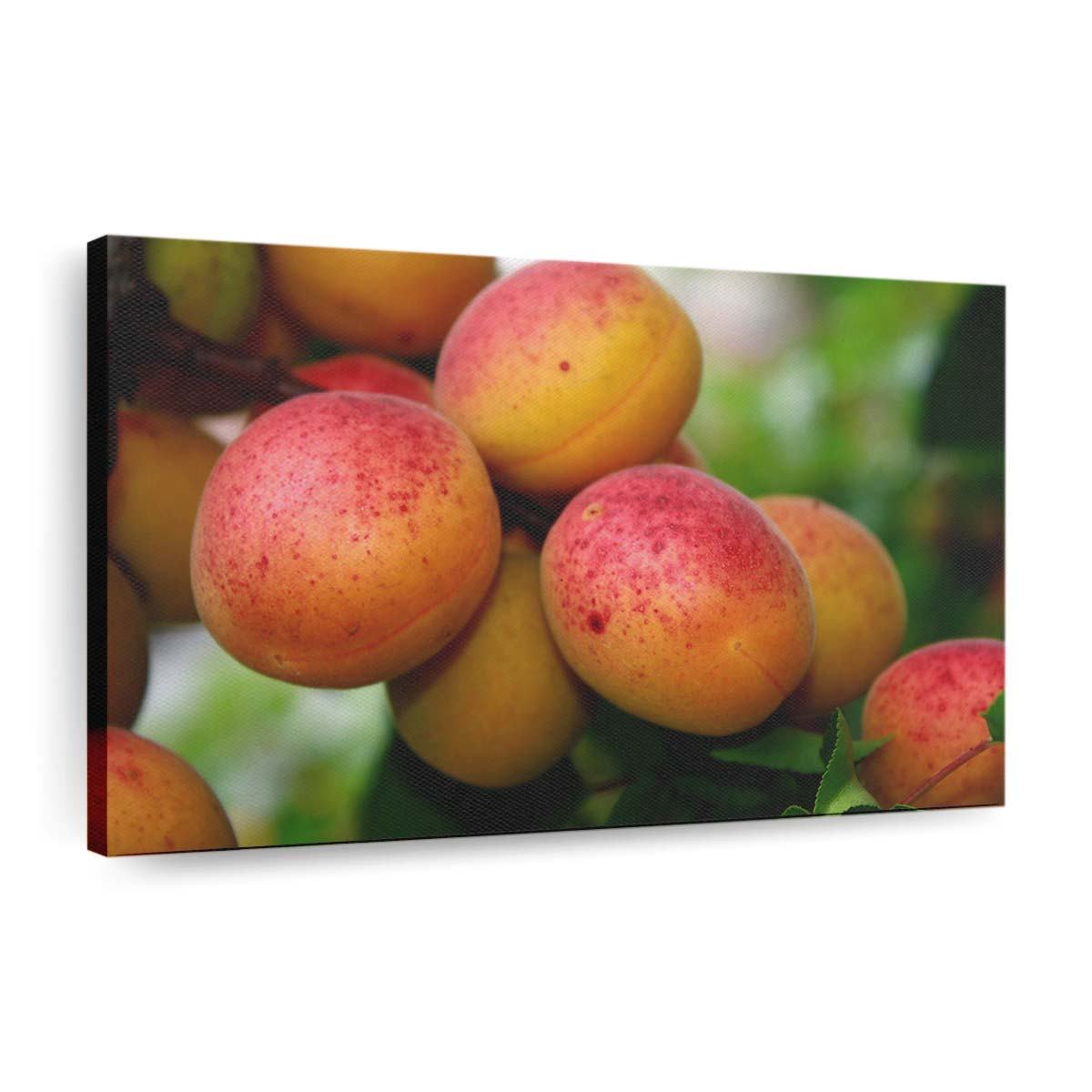 apricot tree wallpaper