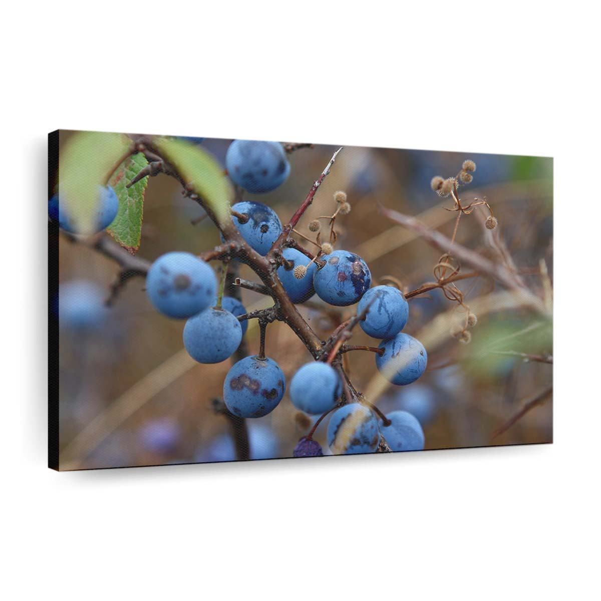 blue berry wallpaper