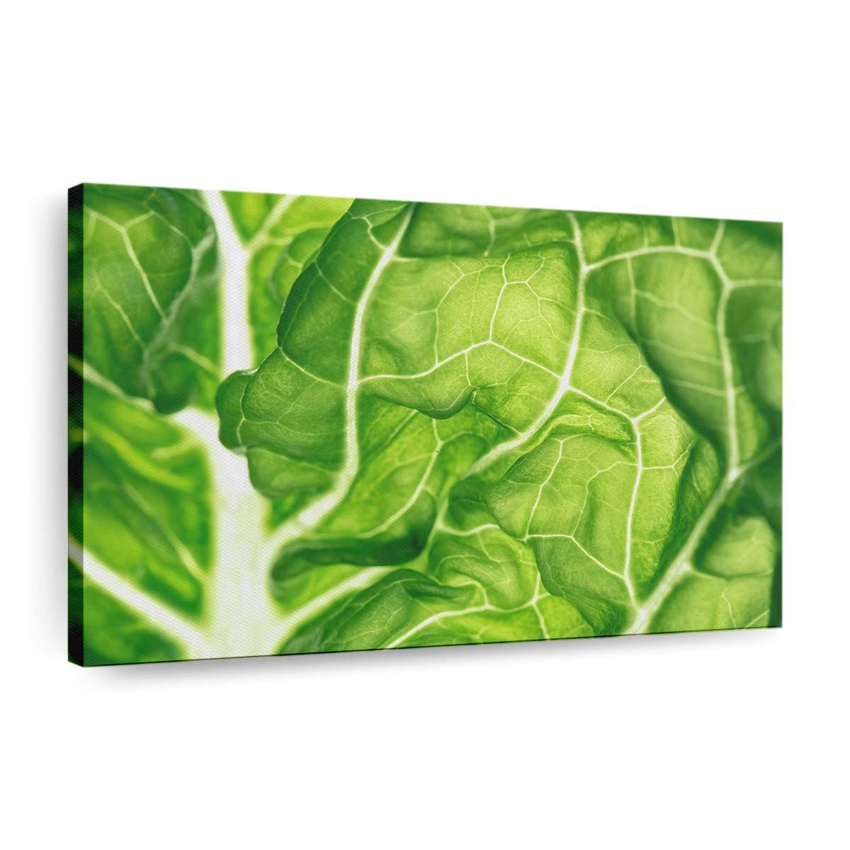 green lettuce leaf close up wallpaper