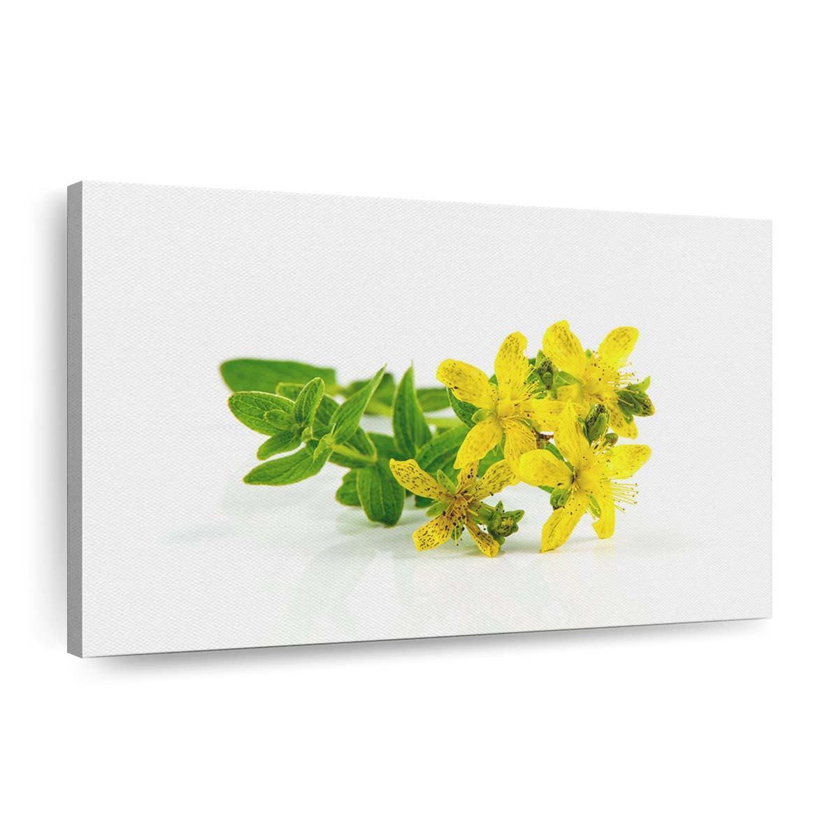 st johns wort medicinal herb wallpaper