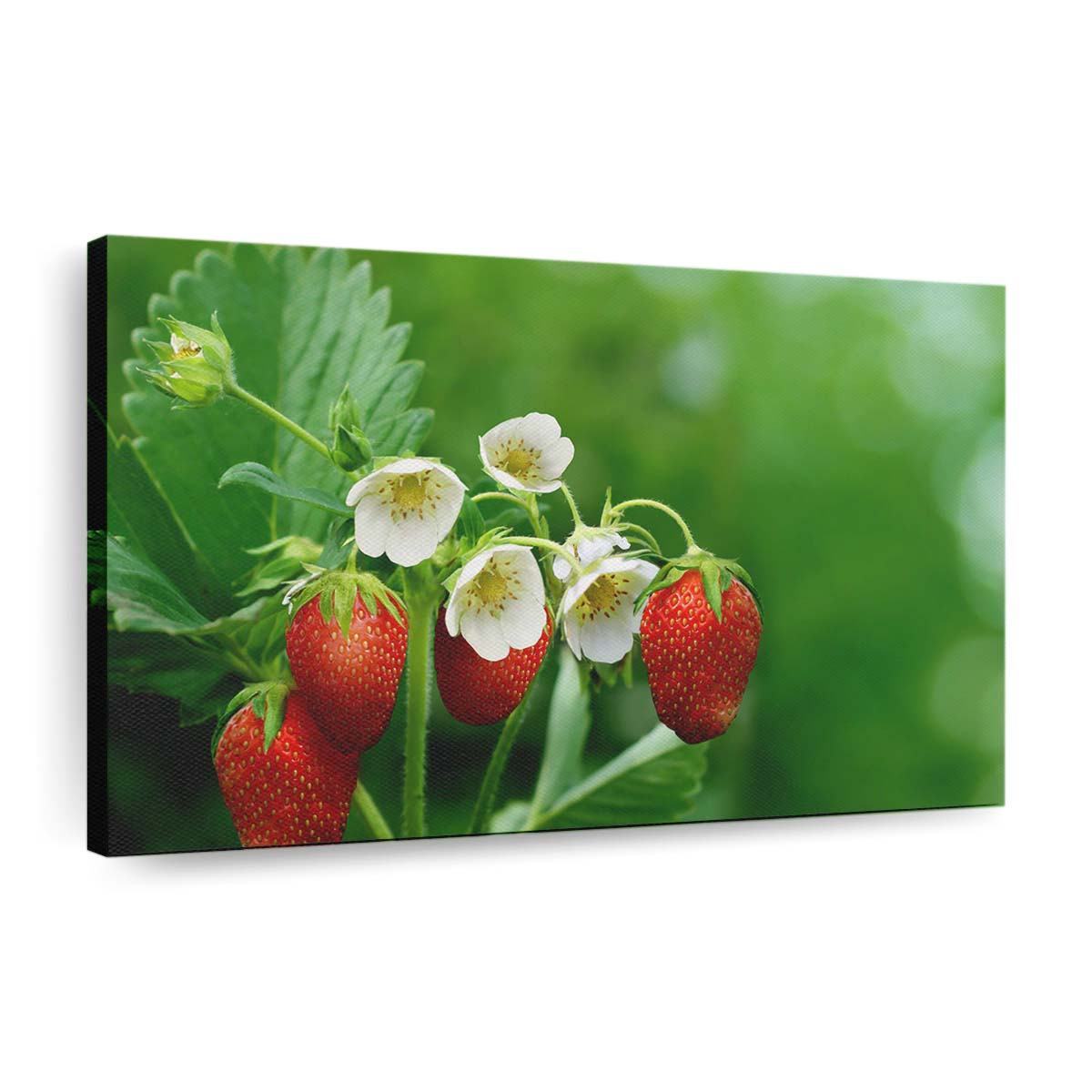 strawberry plant with flowers and fruits wallpaper