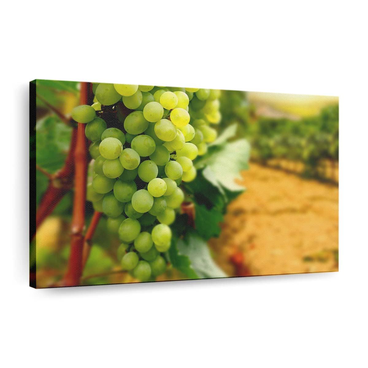 Weiße Trauben Leinwandbilder – Wandbilder white grapes wallpaper
