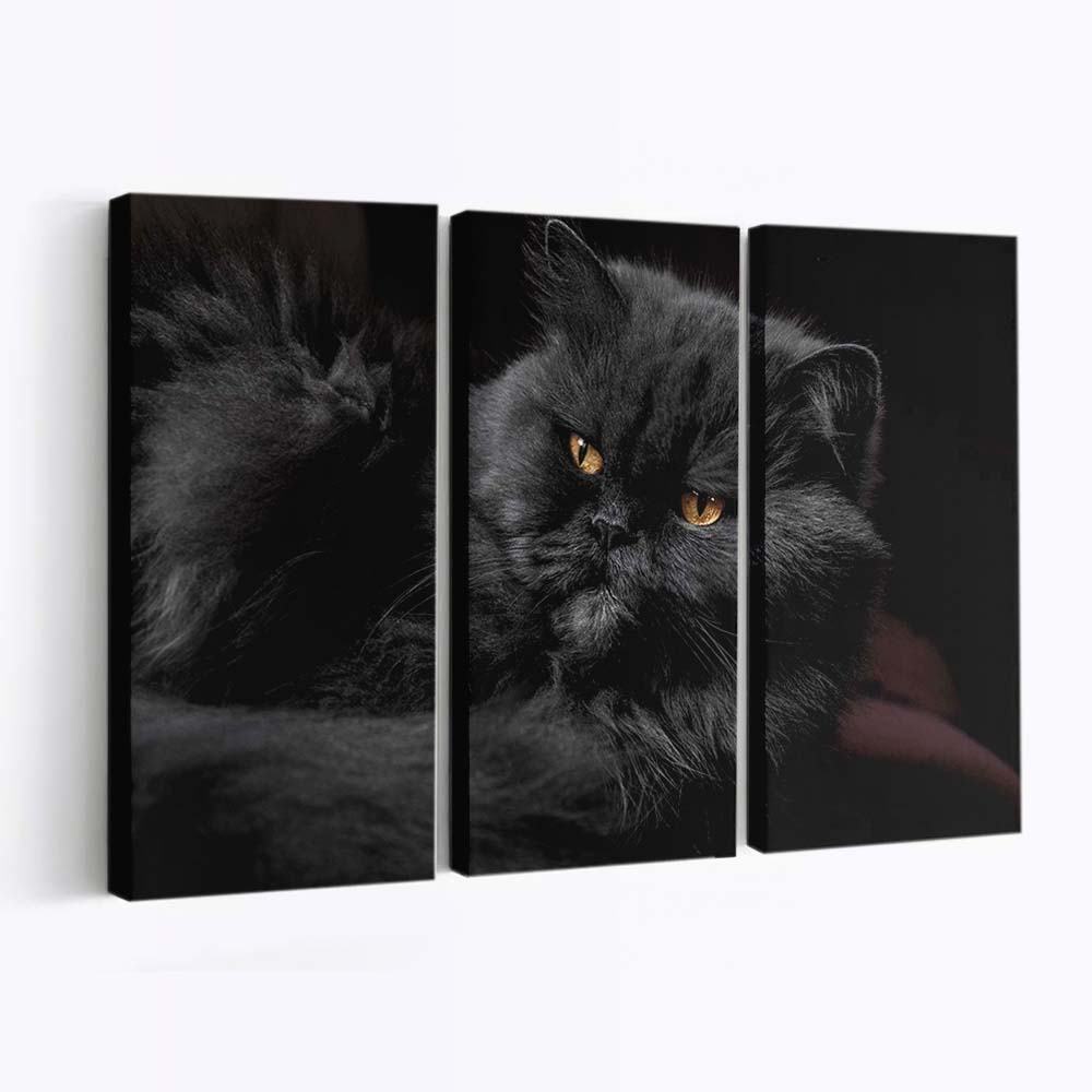 beautiful doll face persian cat fluffy black fur golden eyes wallpaper