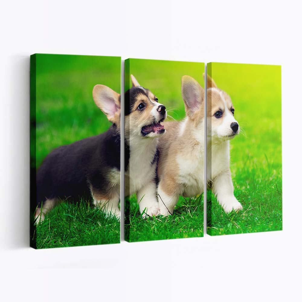 cute pembroke welsh corgi puppies running wallpaper