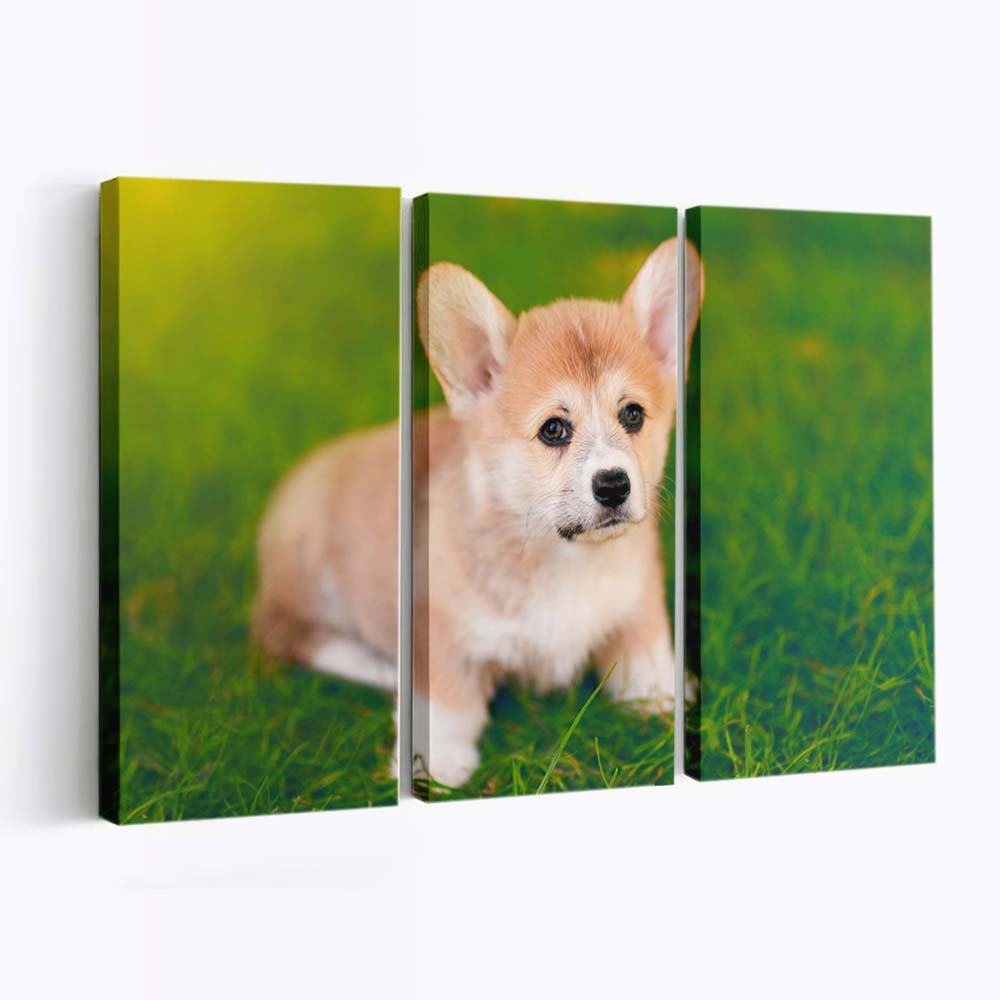 cute pembroke welsh corgi puppy wallpaper