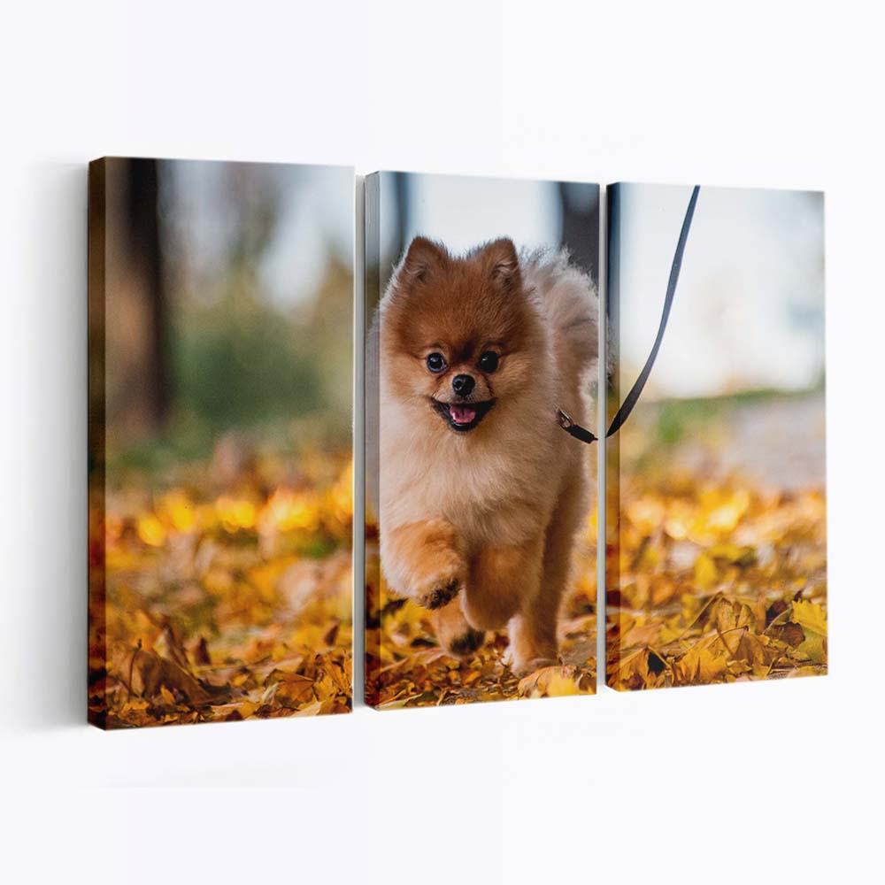 cute pomeranian puppy enjoying a fall day wallpaper