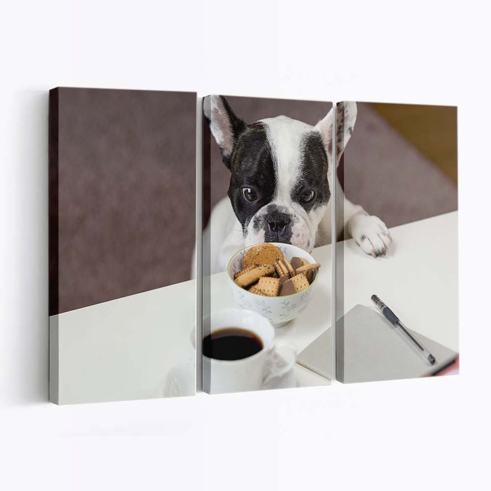 funny french bulldog trying to steal biscuits wallpaper