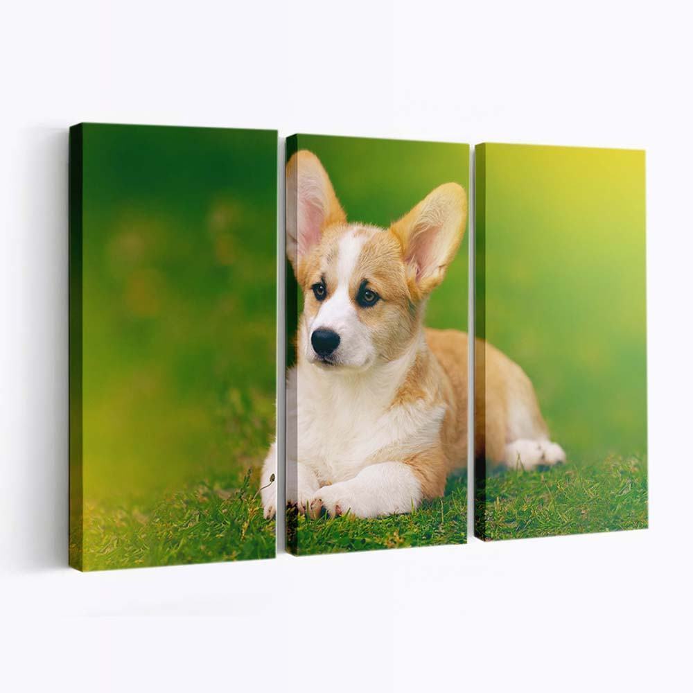 pembroke welsh corgi dog wallpaper
