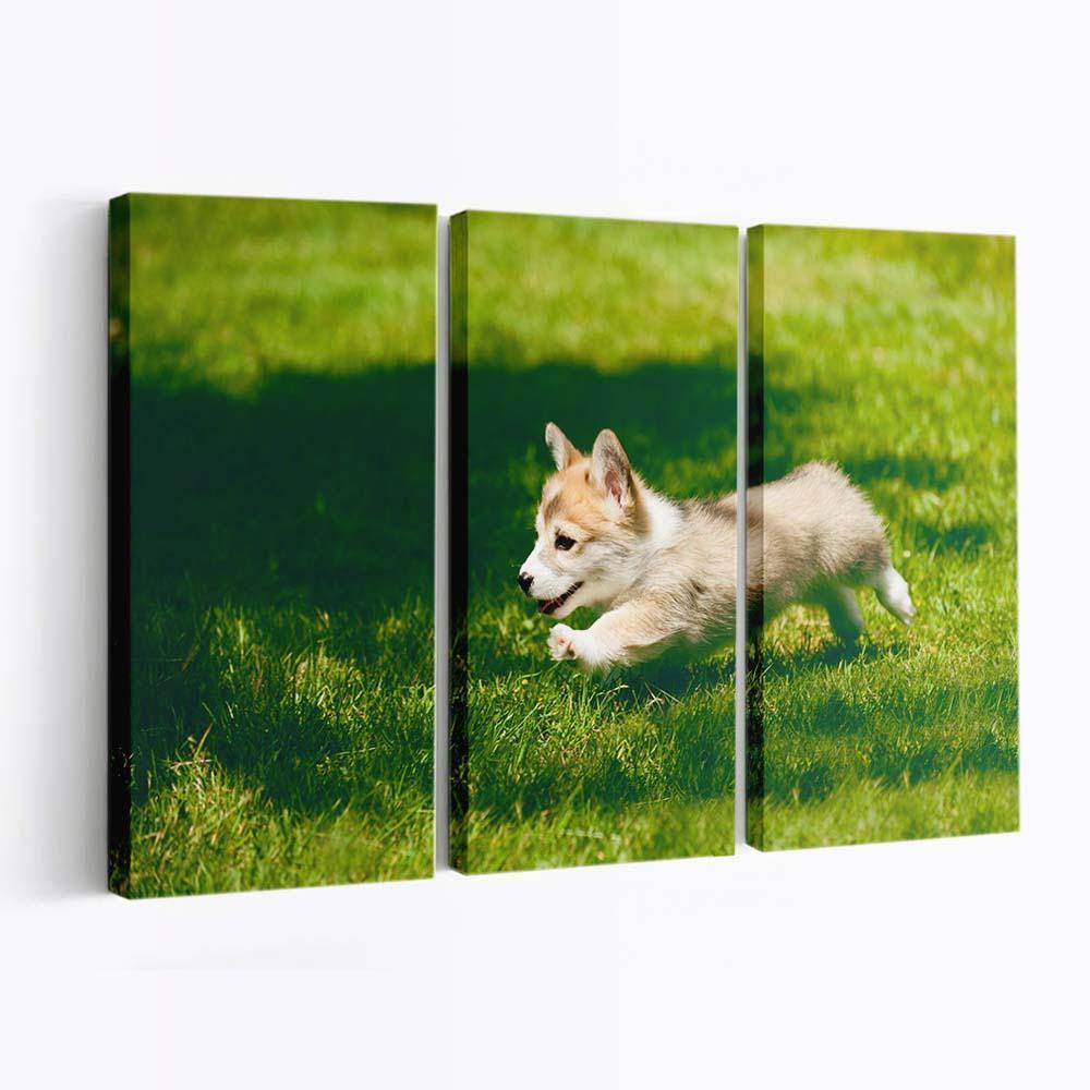 pembroke welsh corgi puppy running wallpaper