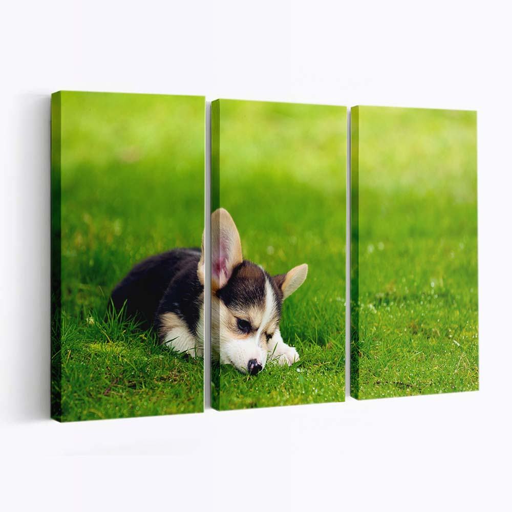 tri color pembroke welsh corgi puppy wallpaper