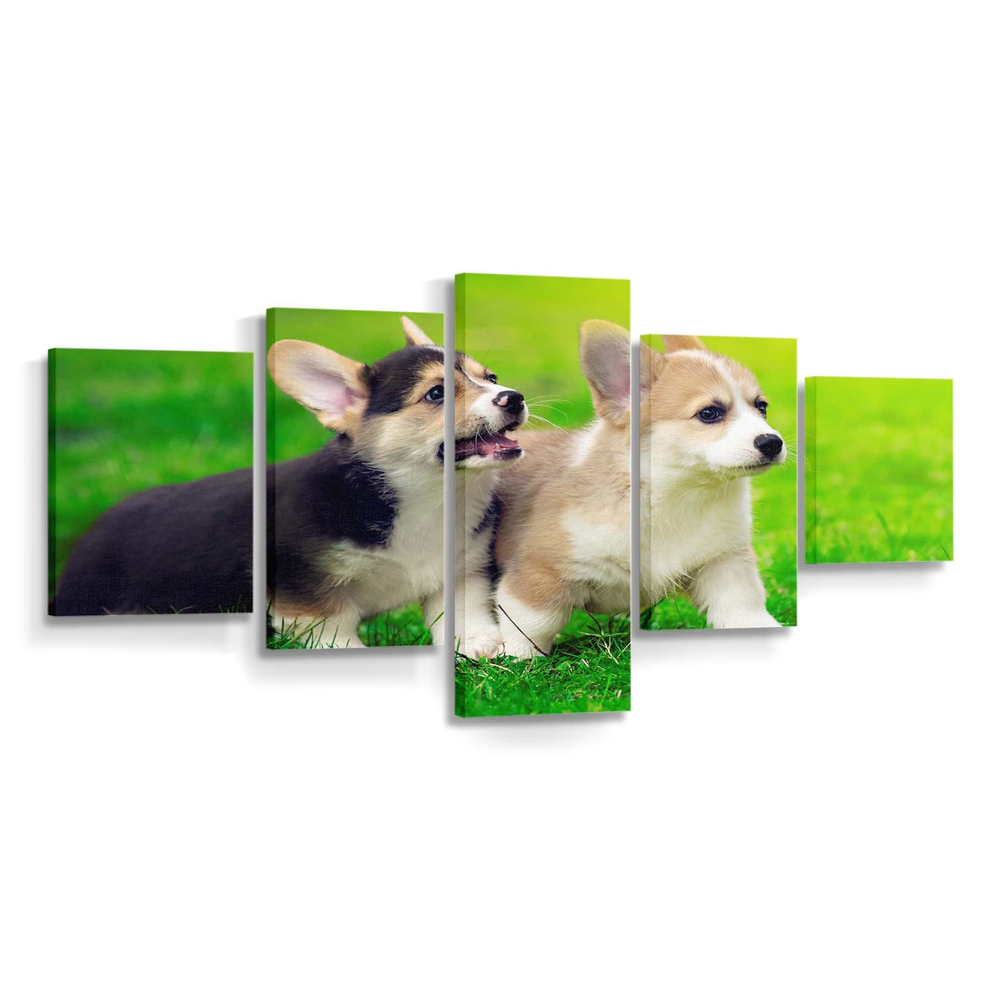 cute pembroke welsh corgi puppies running wallpaper