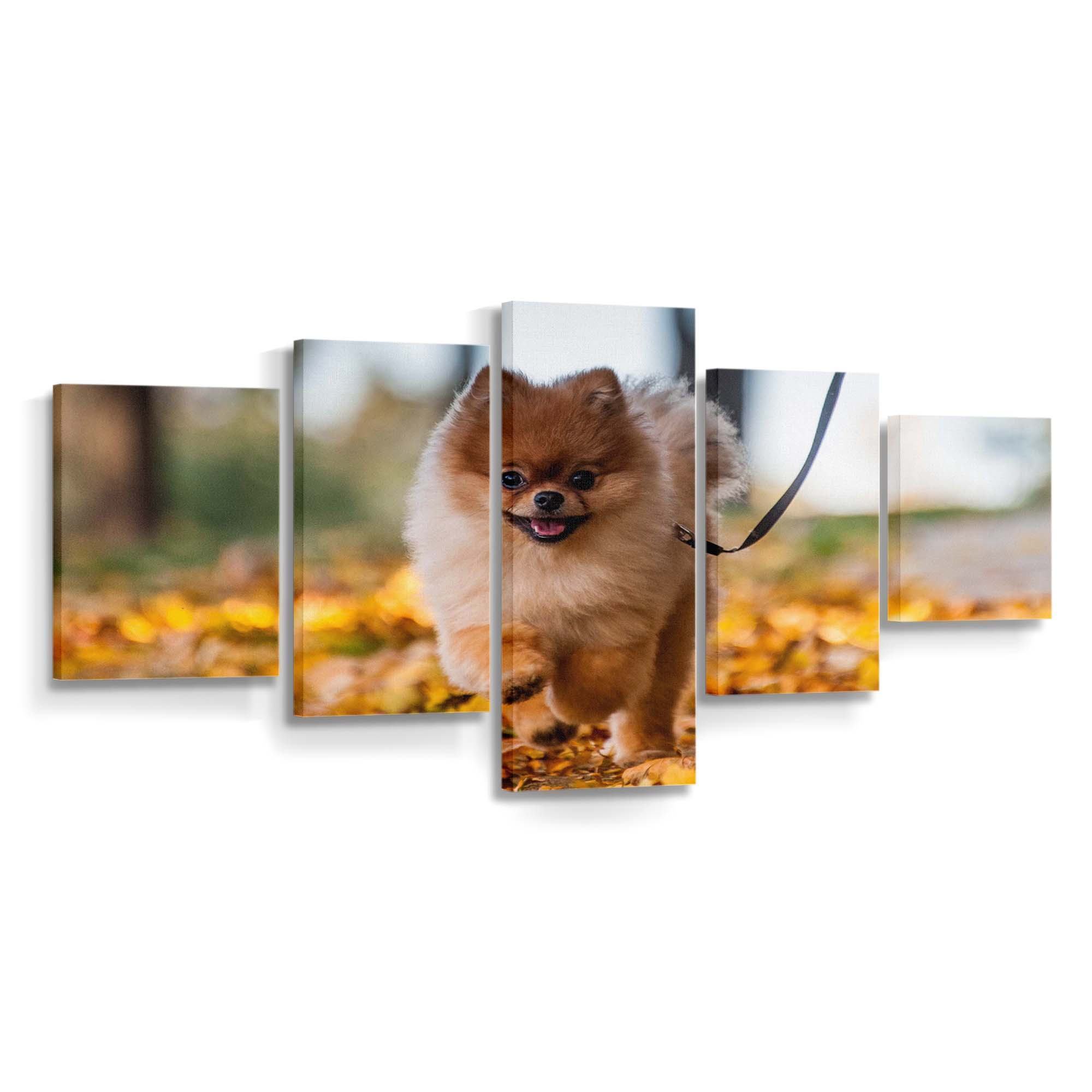 cute pomeranian puppy enjoying a fall day wallpaper