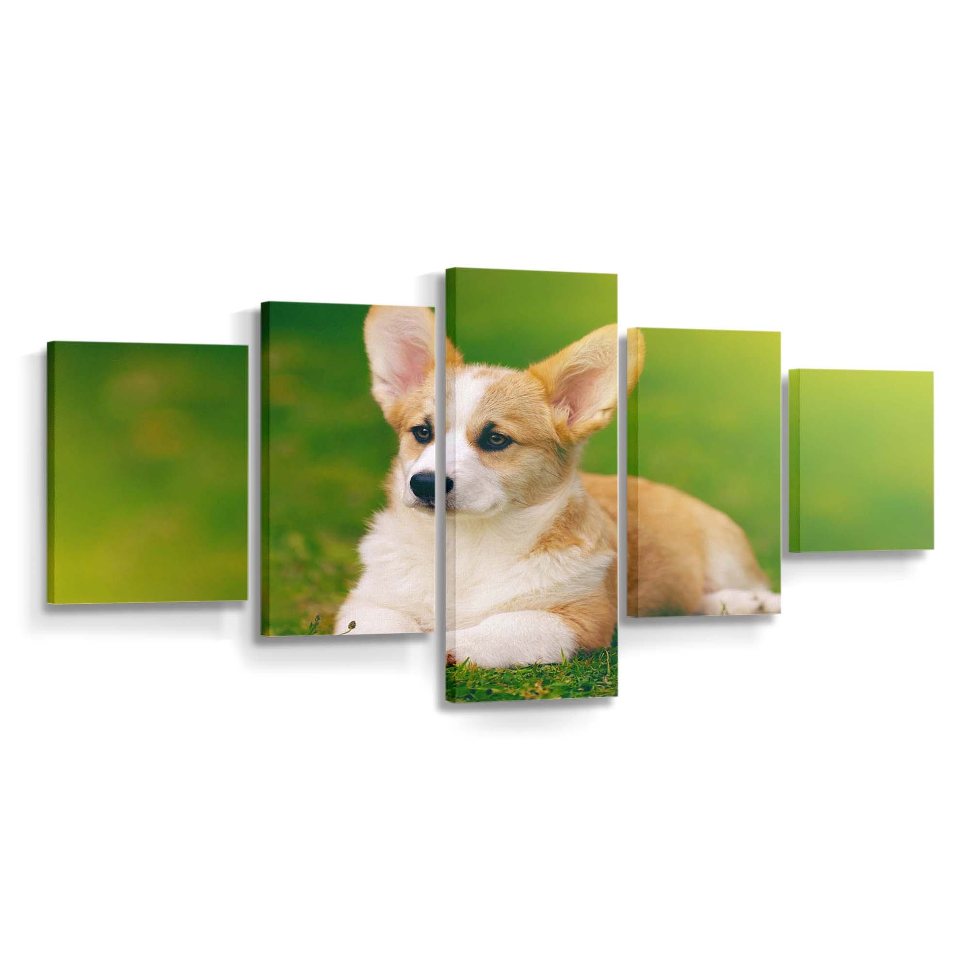 pembroke welsh corgi dog wallpaper