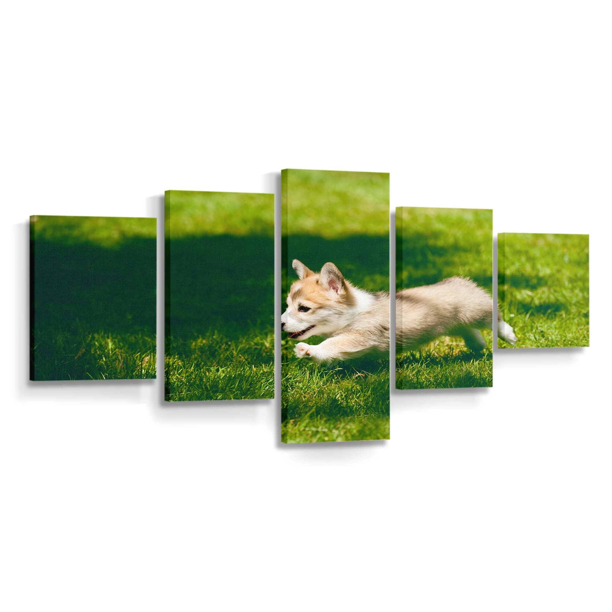 pembroke welsh corgi puppy running wallpaper