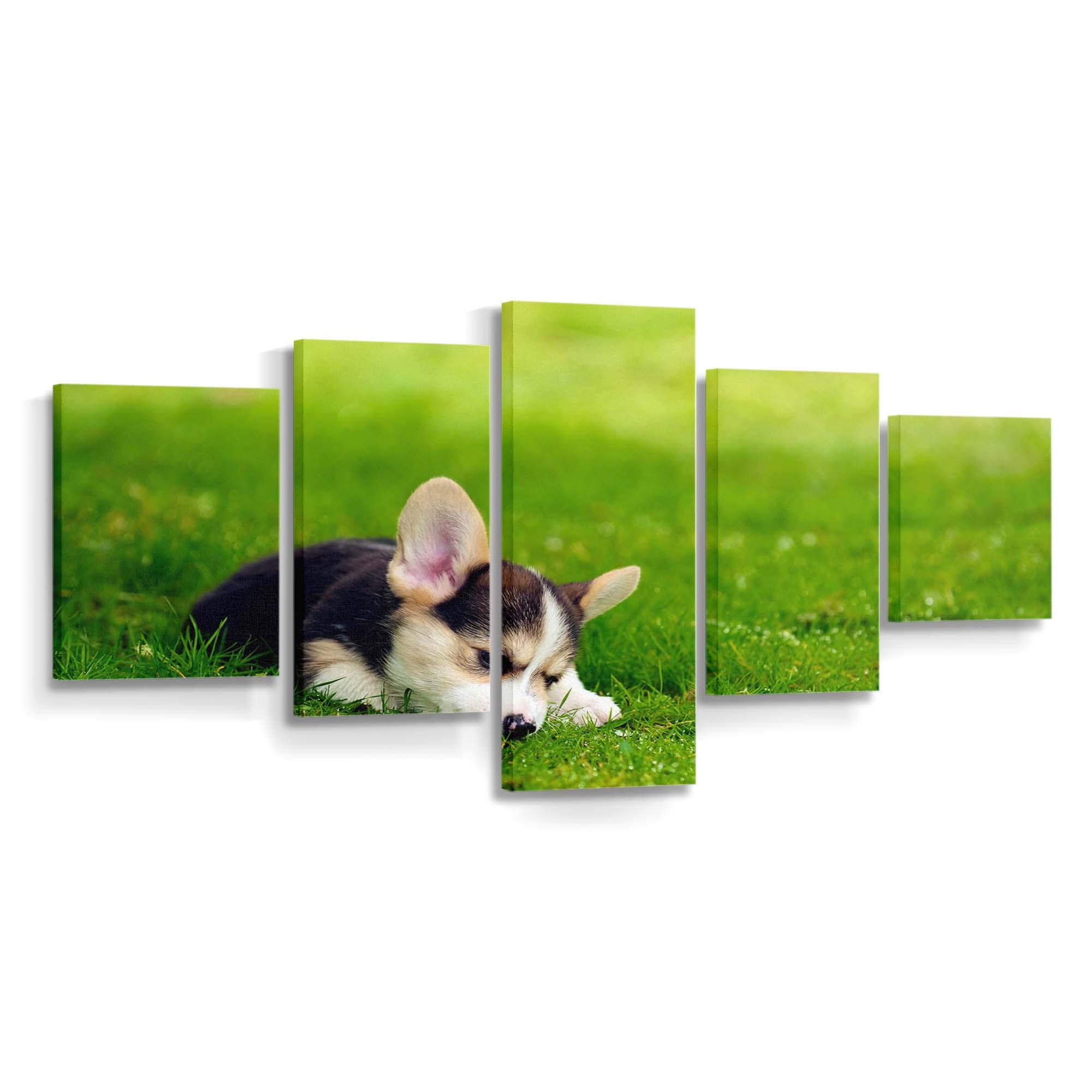 tri color pembroke welsh corgi puppy wallpaper