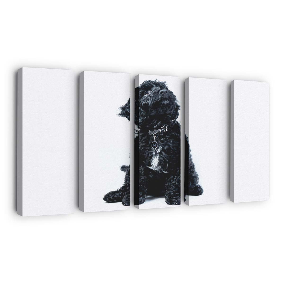 a black cockapoo puppy dog looking up wallpaper