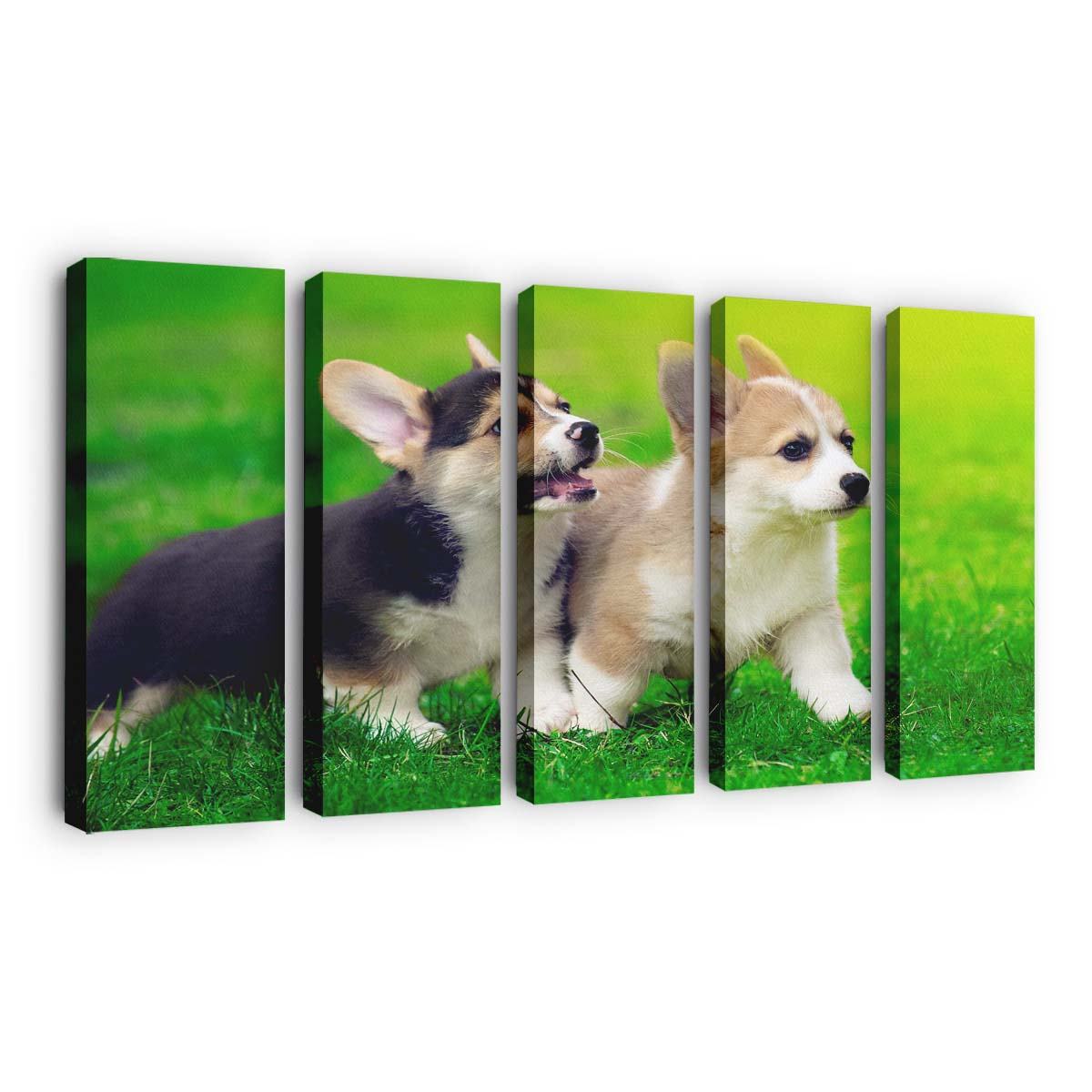 cute pembroke welsh corgi puppies running wallpaper