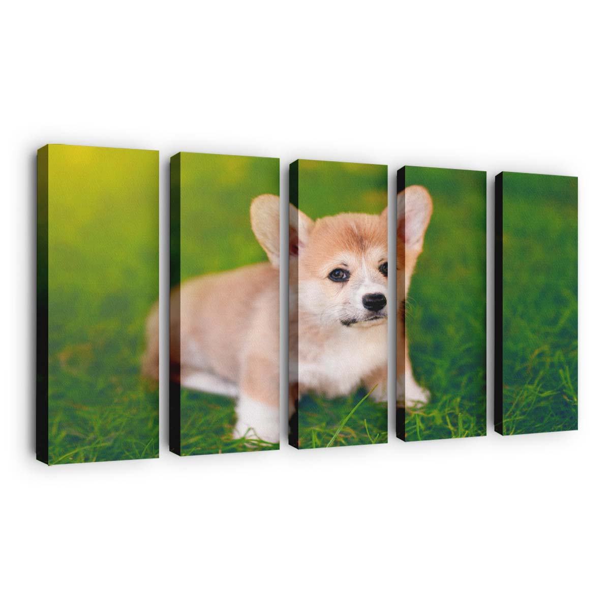 cute pembroke welsh corgi puppy wallpaper