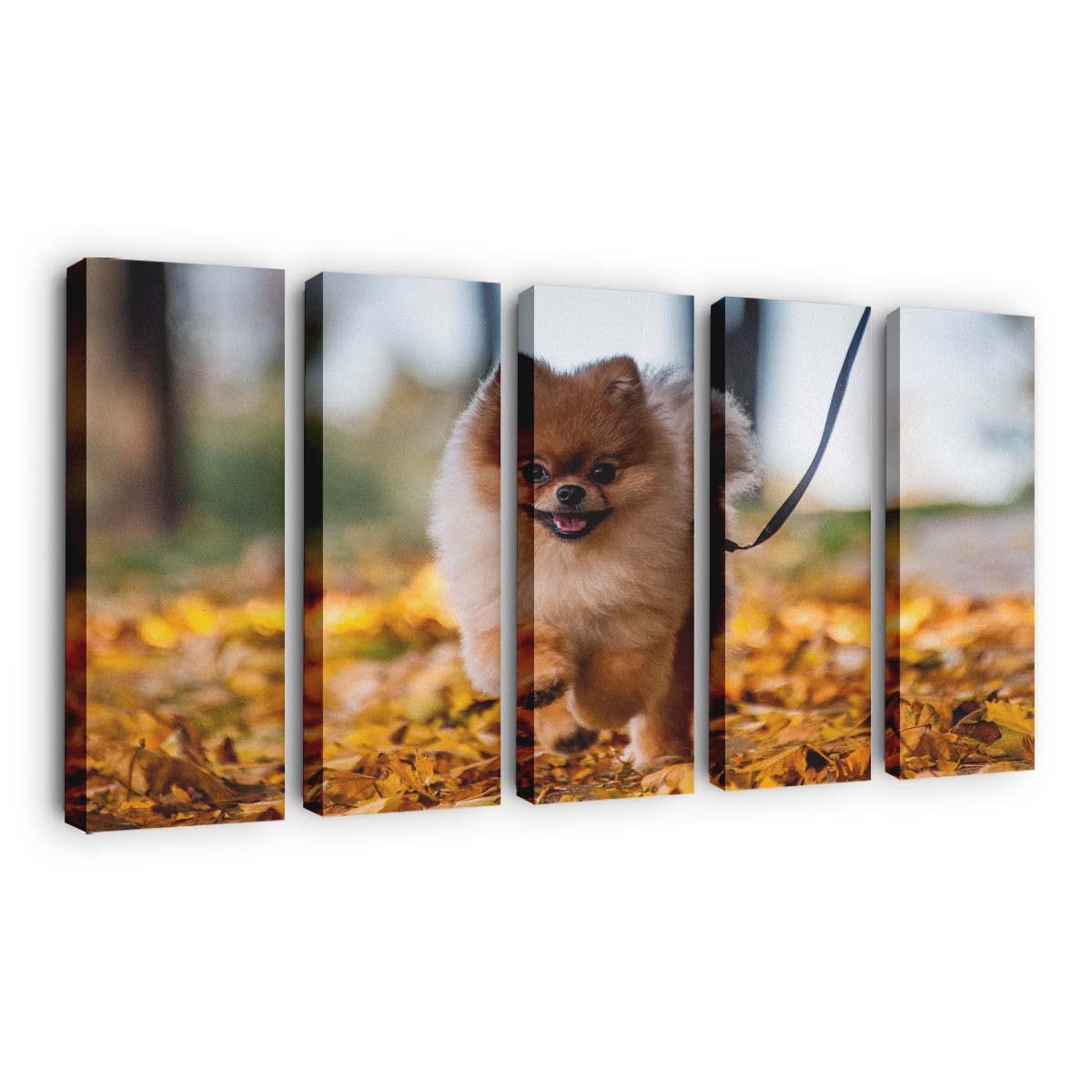 cute pomeranian puppy enjoying a fall day wallpaper