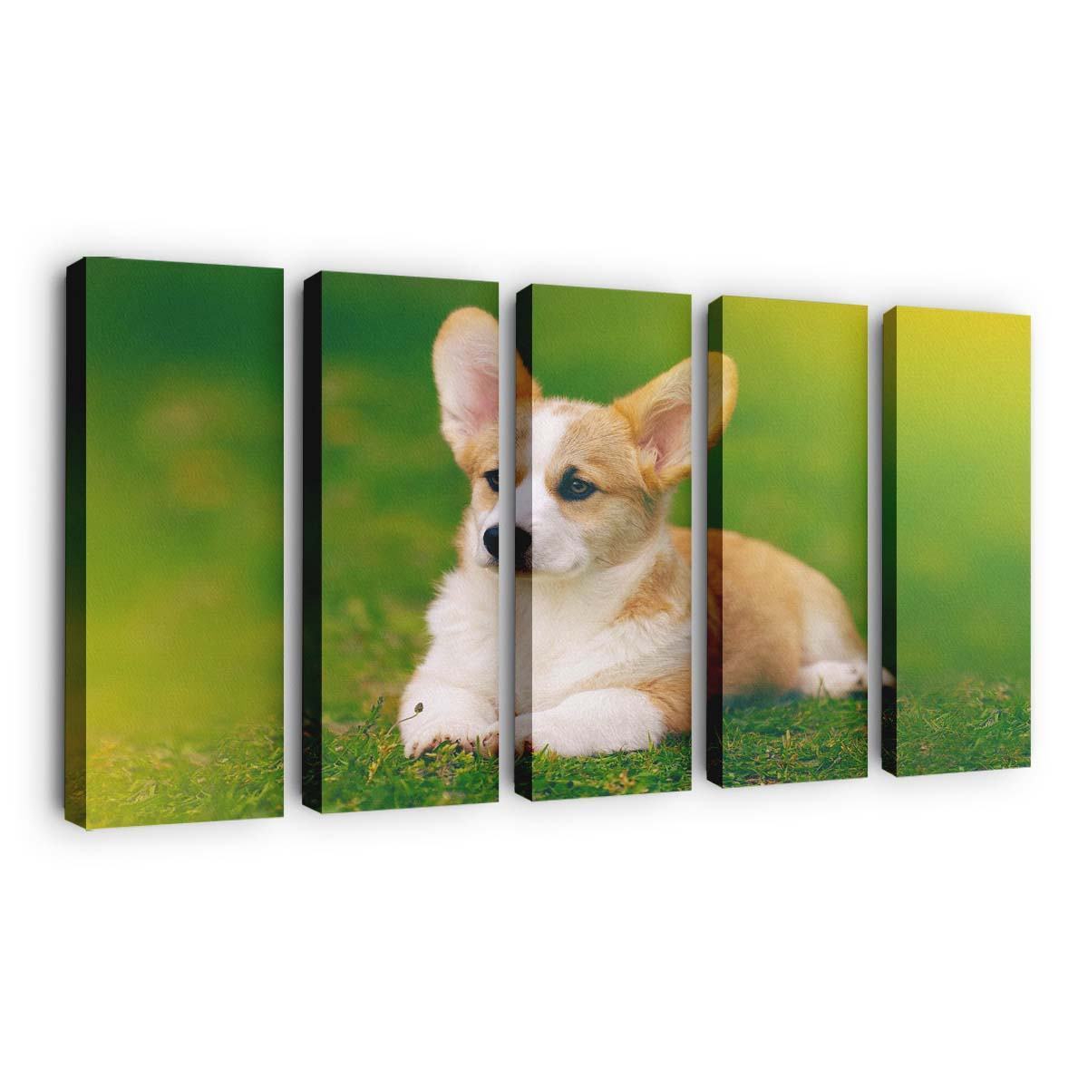 pembroke welsh corgi dog wallpaper