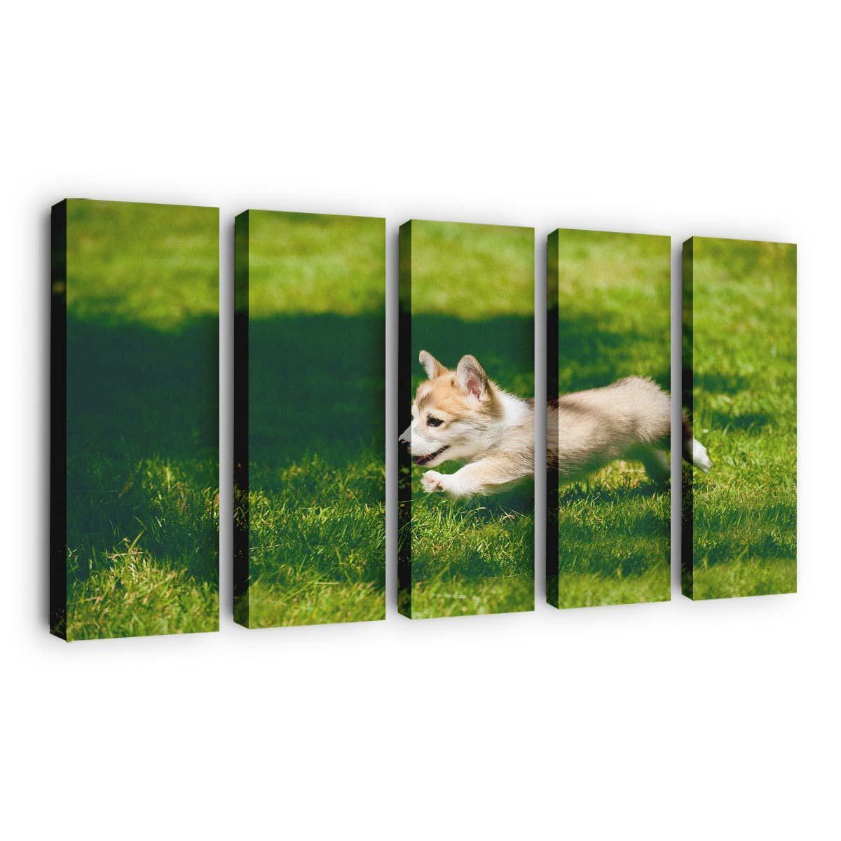 pembroke welsh corgi puppy running wallpaper