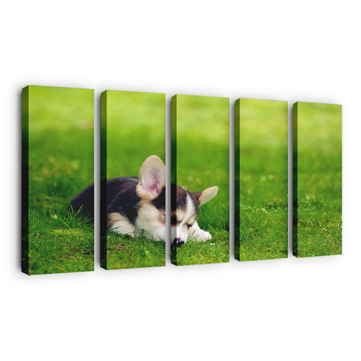 tri color pembroke welsh corgi puppy wallpaper