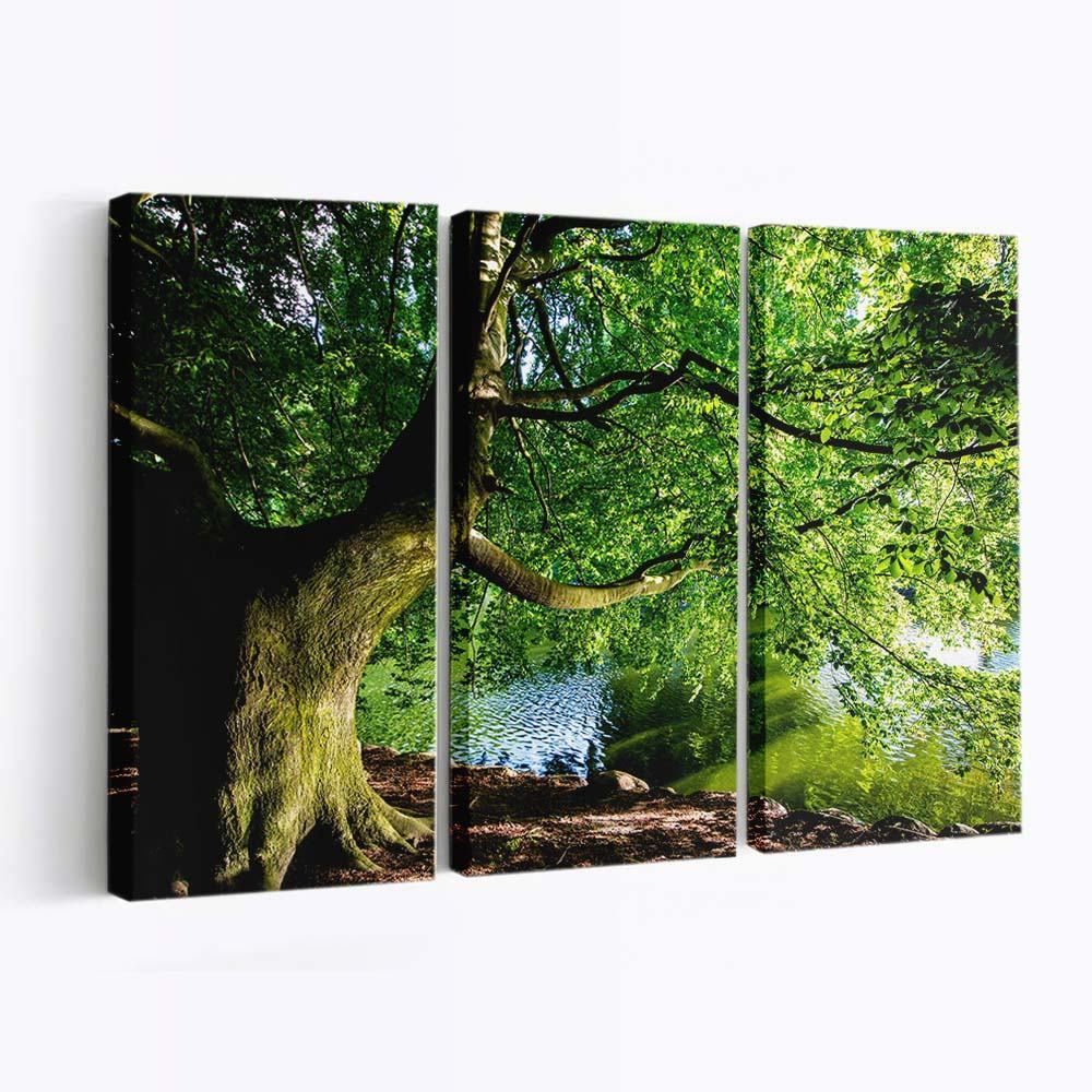 beautiful tree by the river nature photography wallpaper