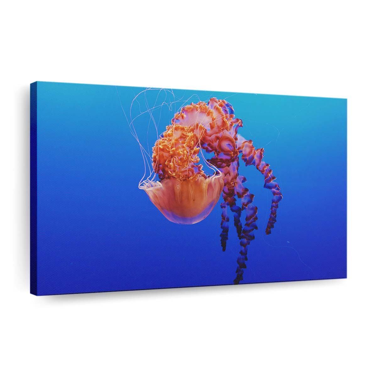 beautiful jellyfish 2 wallpaper