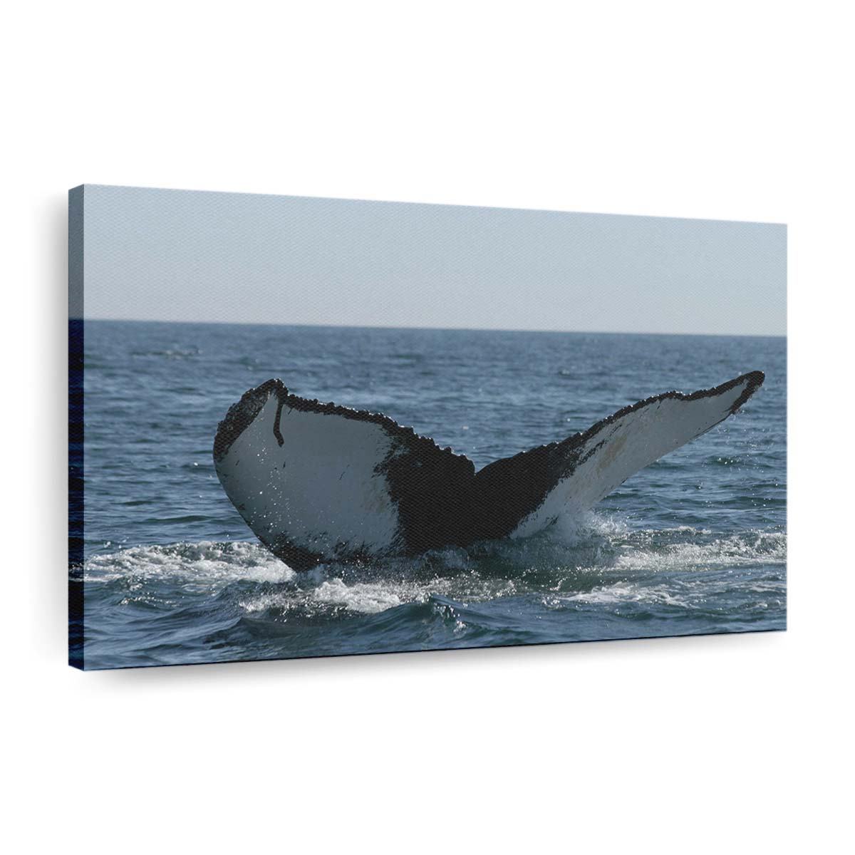 brier island whale wallpaper