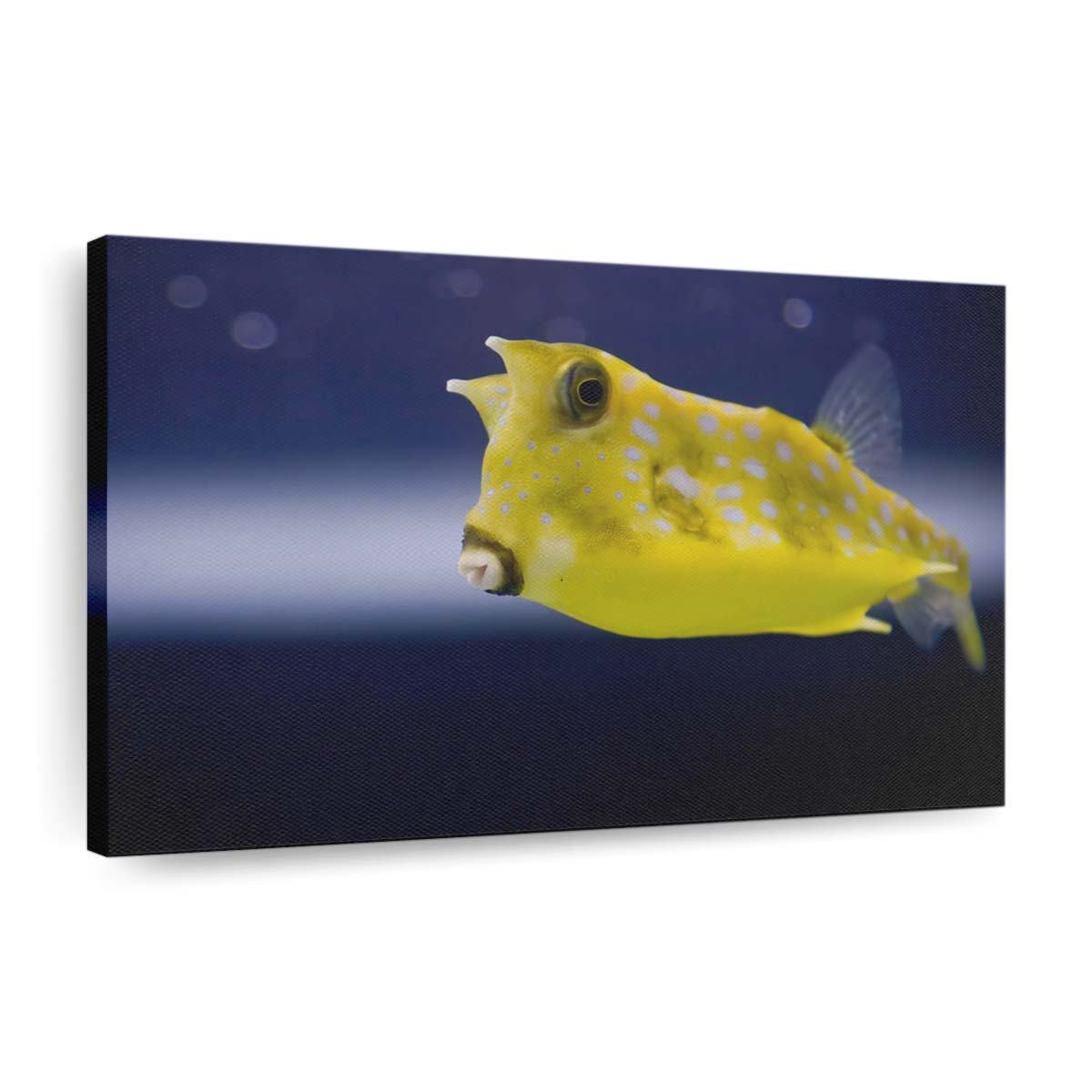 cowfish wallpaper